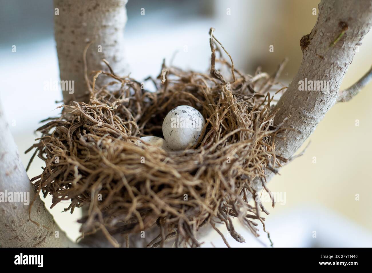 Nido d'uccello e uova Foto Stock