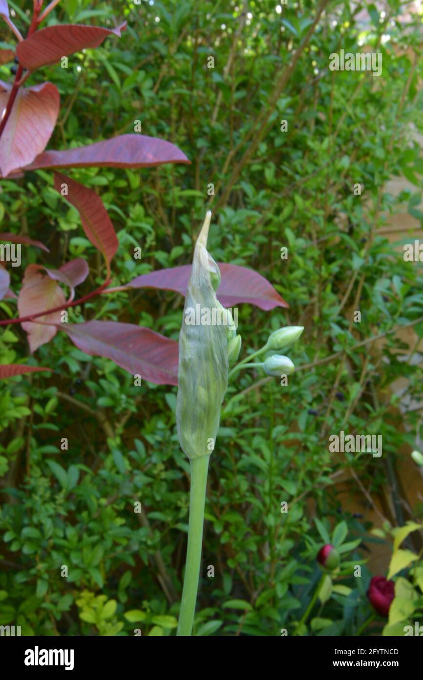 Sicilian Honey Lily, il bel fiore gemme giocoleria, Cambridge UK, puramente bello e tranquillo spazio floreale Foto Stock