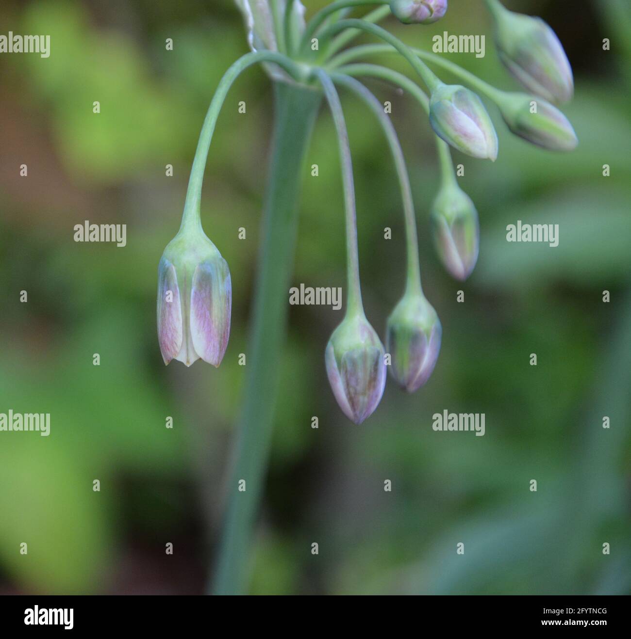 Weeping Flower guardando Inghilterra UK, puramente bello e tranquillo spazio floreale Foto Stock