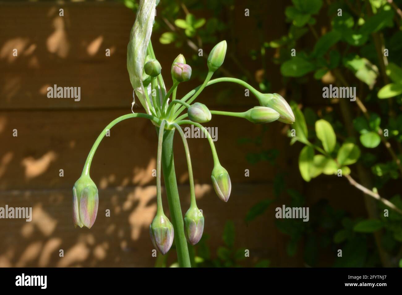 Sunbeam sicilian Honey Lily, spazio floreale puramente bello e tranquillo Foto Stock