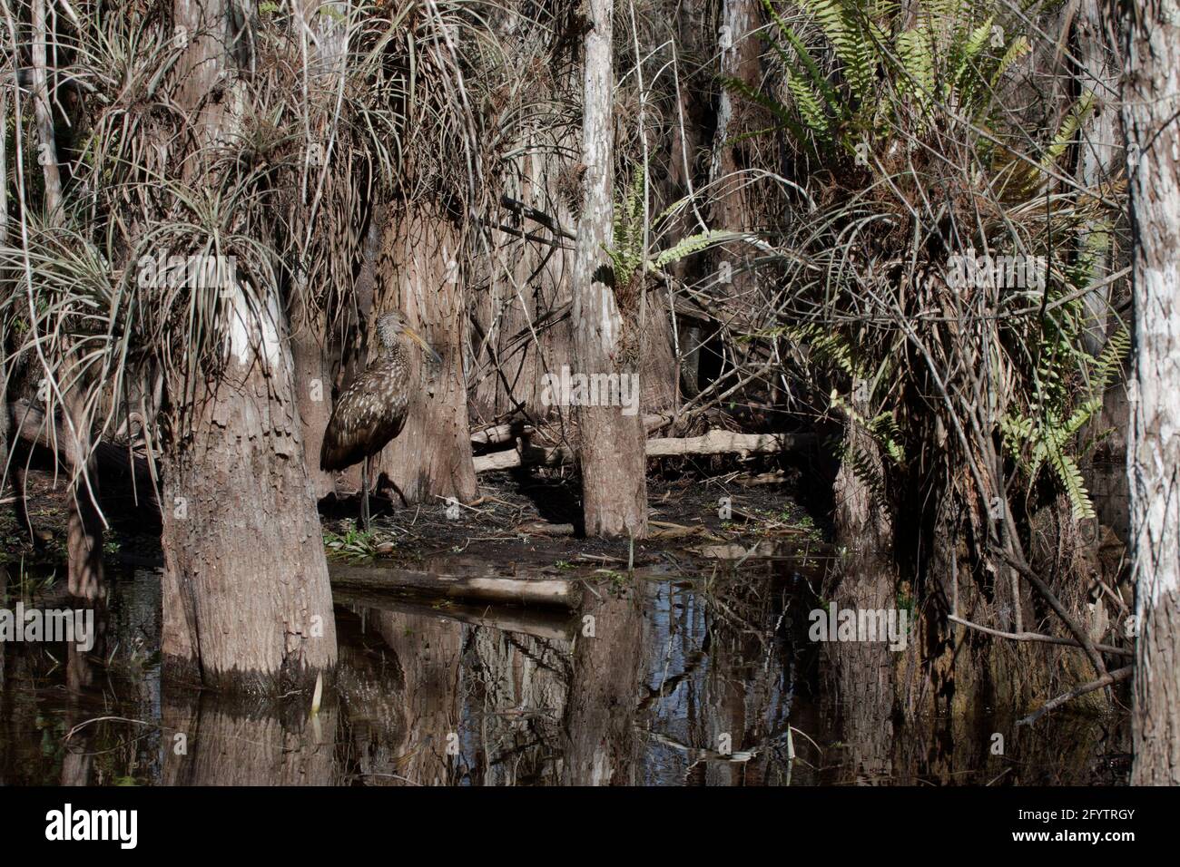 Limpkin in palude cipresso habitat (Aramus guarauna) Everglades National Park, florida, USA BI000968 Foto Stock