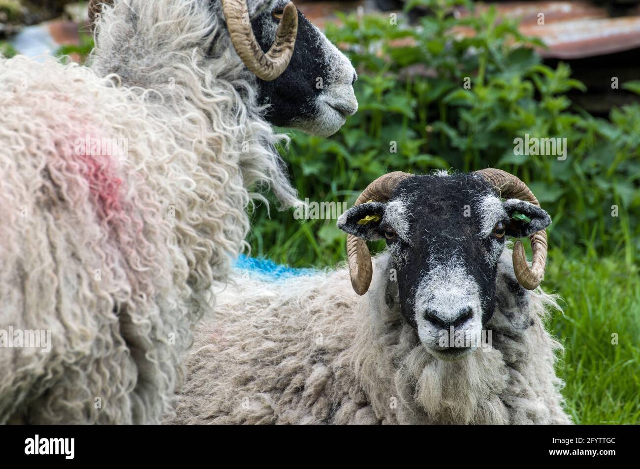 Due pecore Swalledale con cavalli nella valle di Dales Garsdale vicino Sedbergh in Cumbea Foto Stock