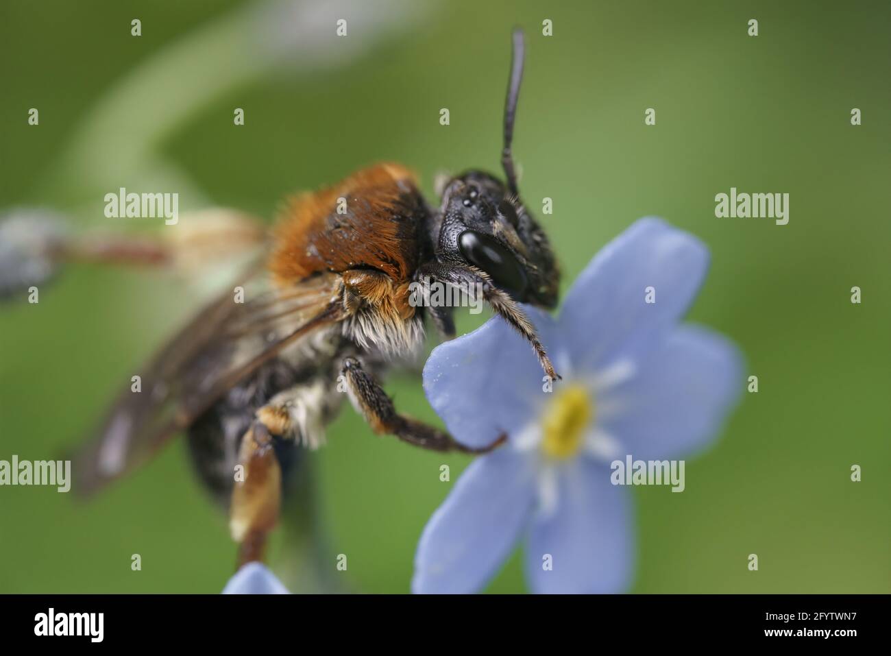 Un colpo macro di un albero bumblebee su un Forget-Me-Not fiore Foto Stock