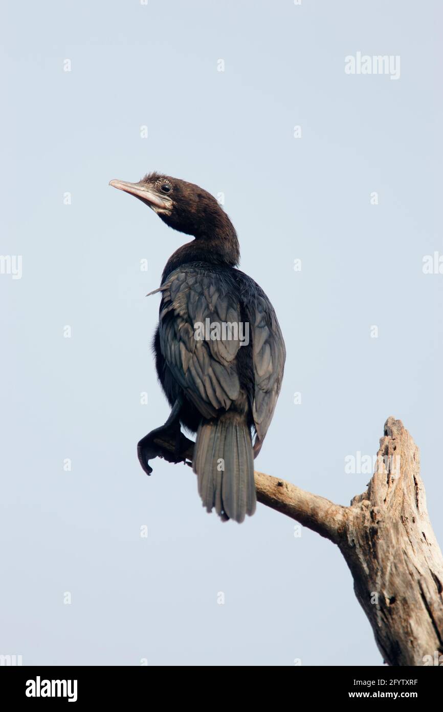 Little Cormorant Phalocrocorax niger Keoladeo Ghana Parco Nazionale Bharatpur Rajasthan India BI018131 Foto Stock