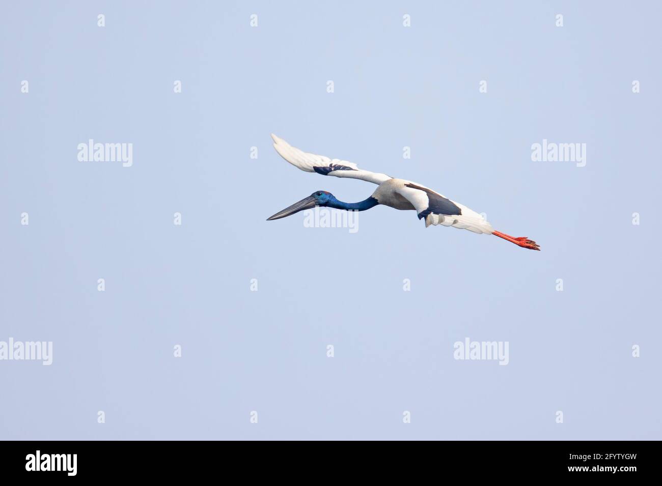 Cicogna a collo nero - in volo Ephippiorhynchus asiaticus Keoladeo Ghana National Park Bharatpur Rajasthan India BI018366 Foto Stock