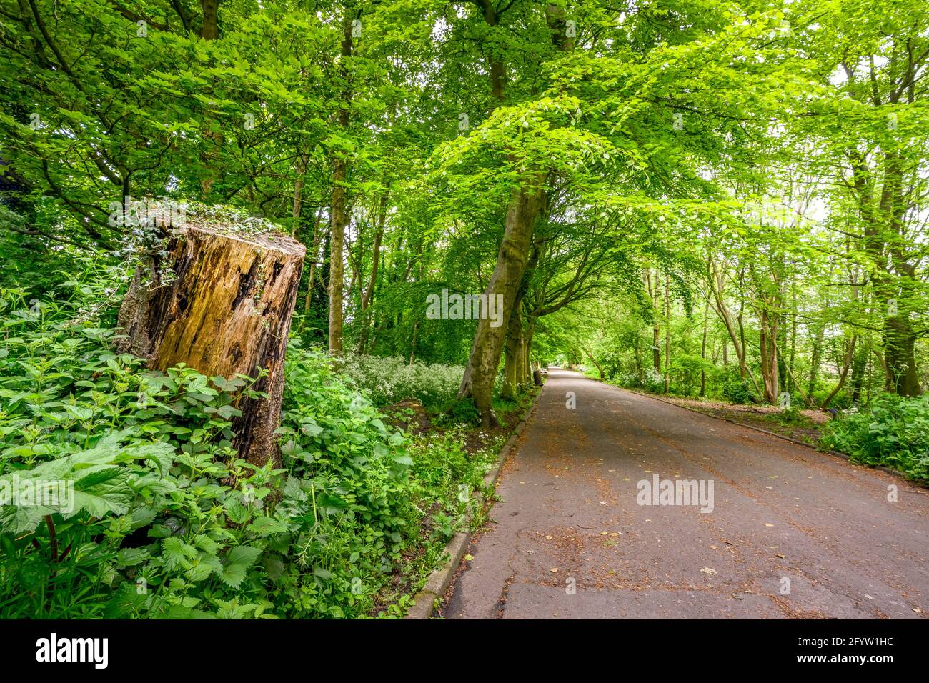 Un grande ceppo di albero costeggia un percorso largo come esso wends esso è senso attraverso il sottobosco lussureggiante in un'area di foresta illuminata dal sole Foto Stock