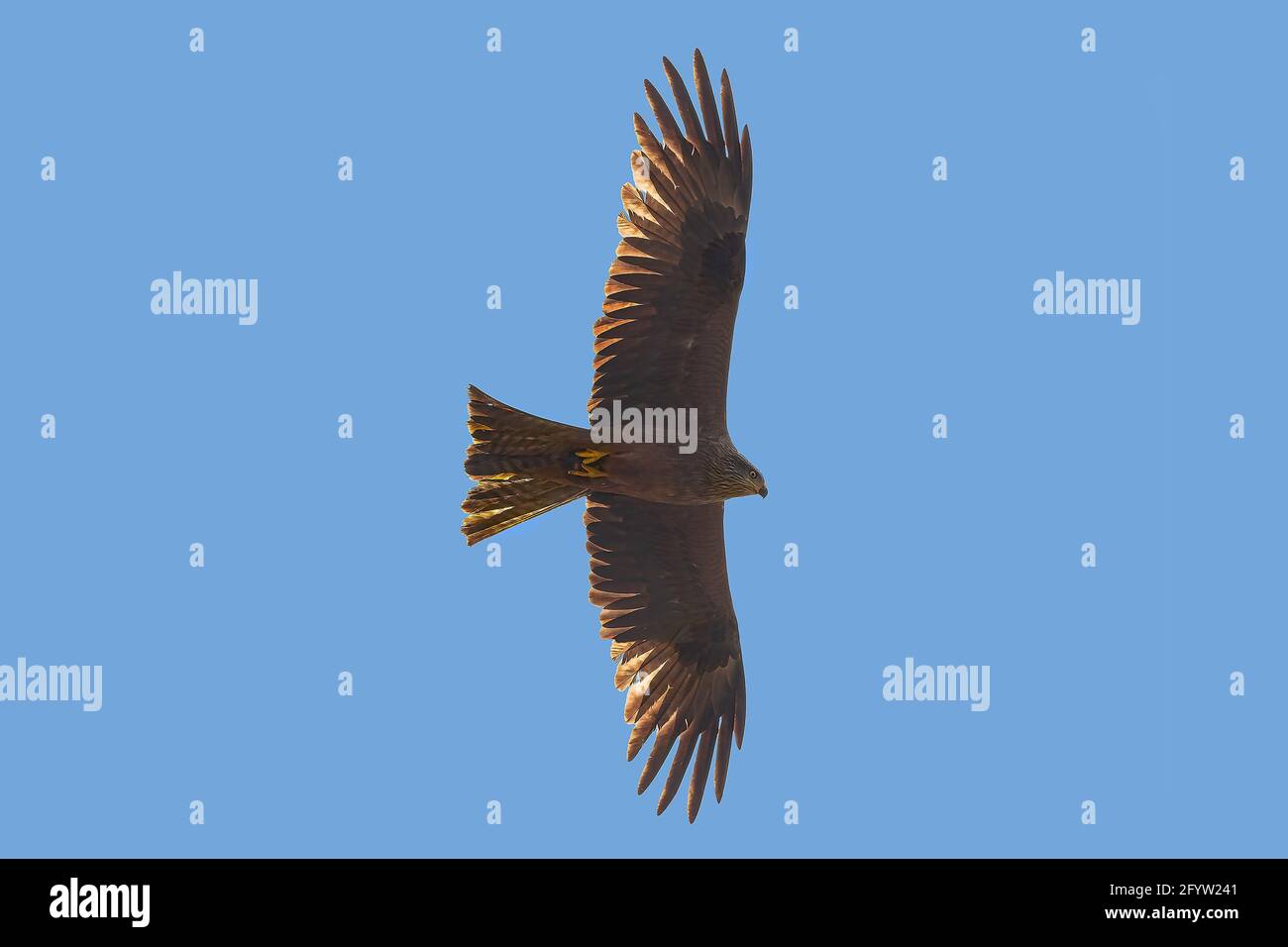 Black Kite - Milvus migrans - volare nel Parco Nazionale di Donana, Andalusia, Spagna Foto Stock