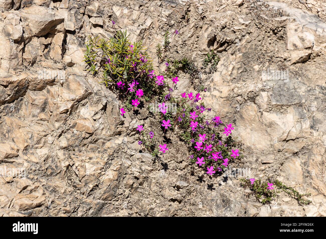 La Violeta de Cazorla o Viola cazorlensis è una specie endemica della Sierra de Cazorla, Segura e Las Villas, di natura rupicolosa, fiorisce i. Foto Stock
