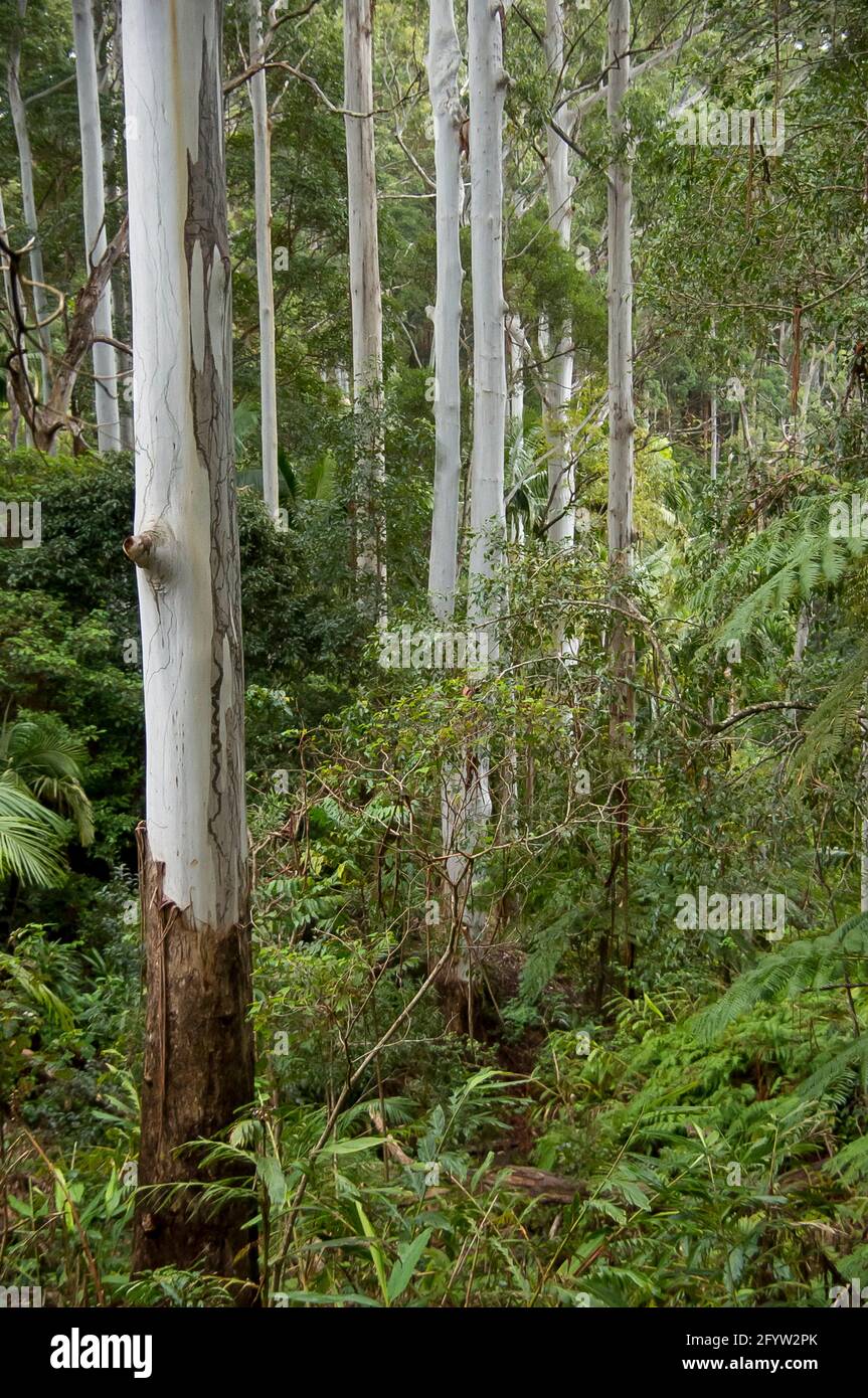 Denso e verde sottobosco di pianura subtropicale foresta pluviale con corteccia d'argento di tronchi di gomma-albero. Giornata invernale opaca, Tamborine Mountain, Australia. Foto Stock