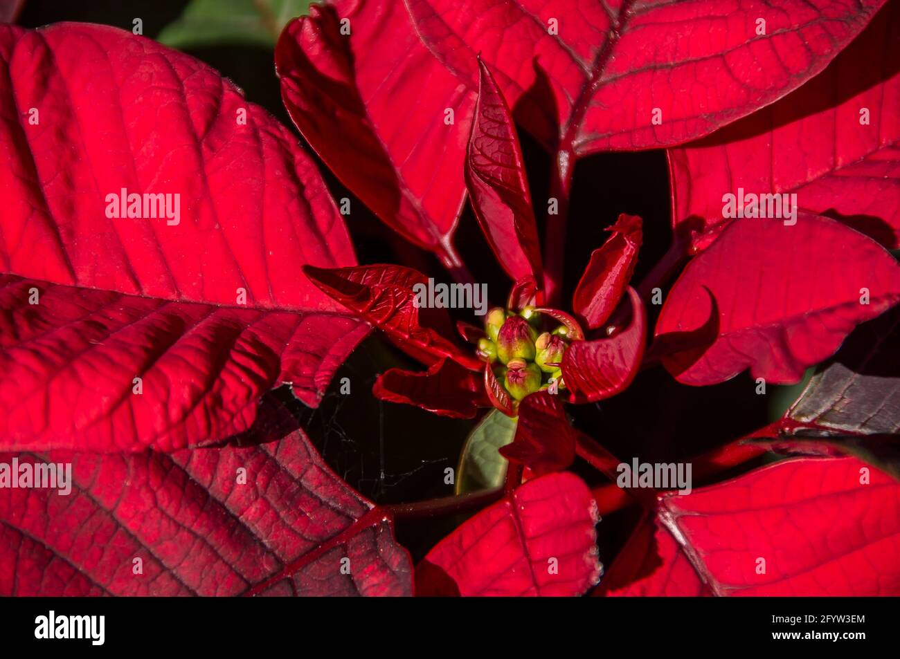 Poinsettia rosso brillante, Euphorbia pulcherrima, che cresce fuori nel giardino australiano nel Queensland. Decorazioni natalizie tradizionali. Foto Stock