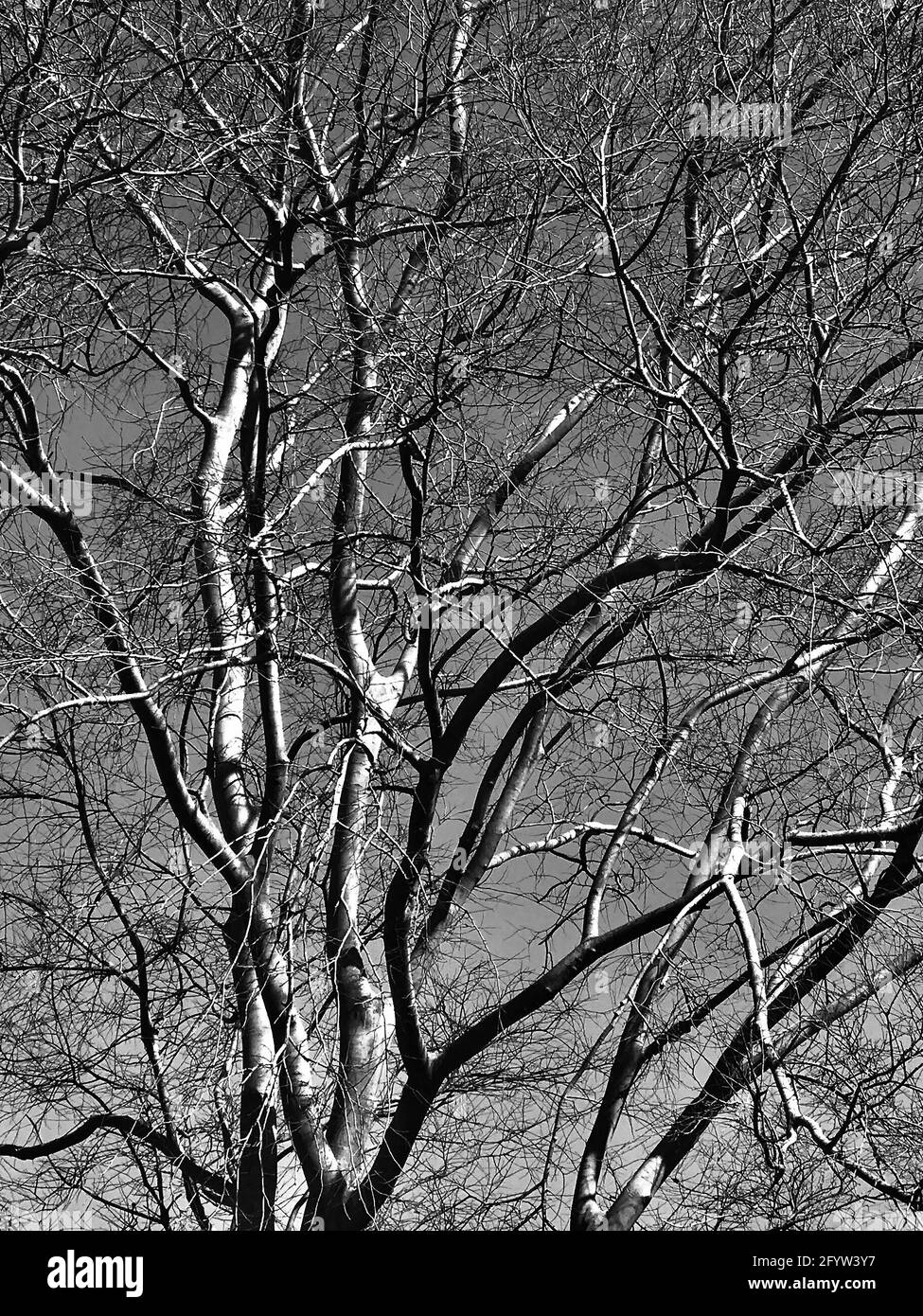 Albero senza frondosi - uno studio in luce e ombra Foto Stock