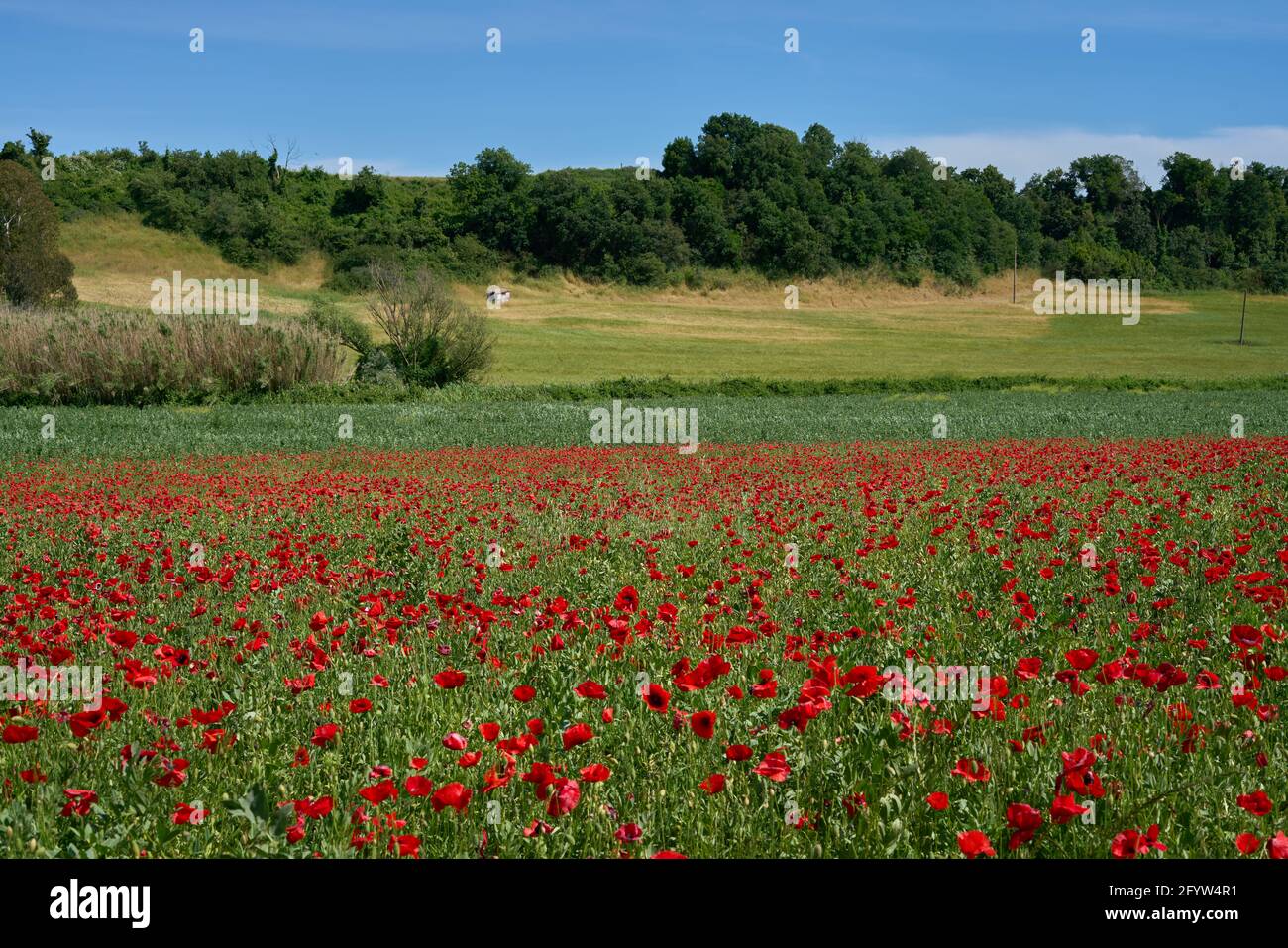 Campo di papavero nella periferia di Roma, Italia Foto Stock