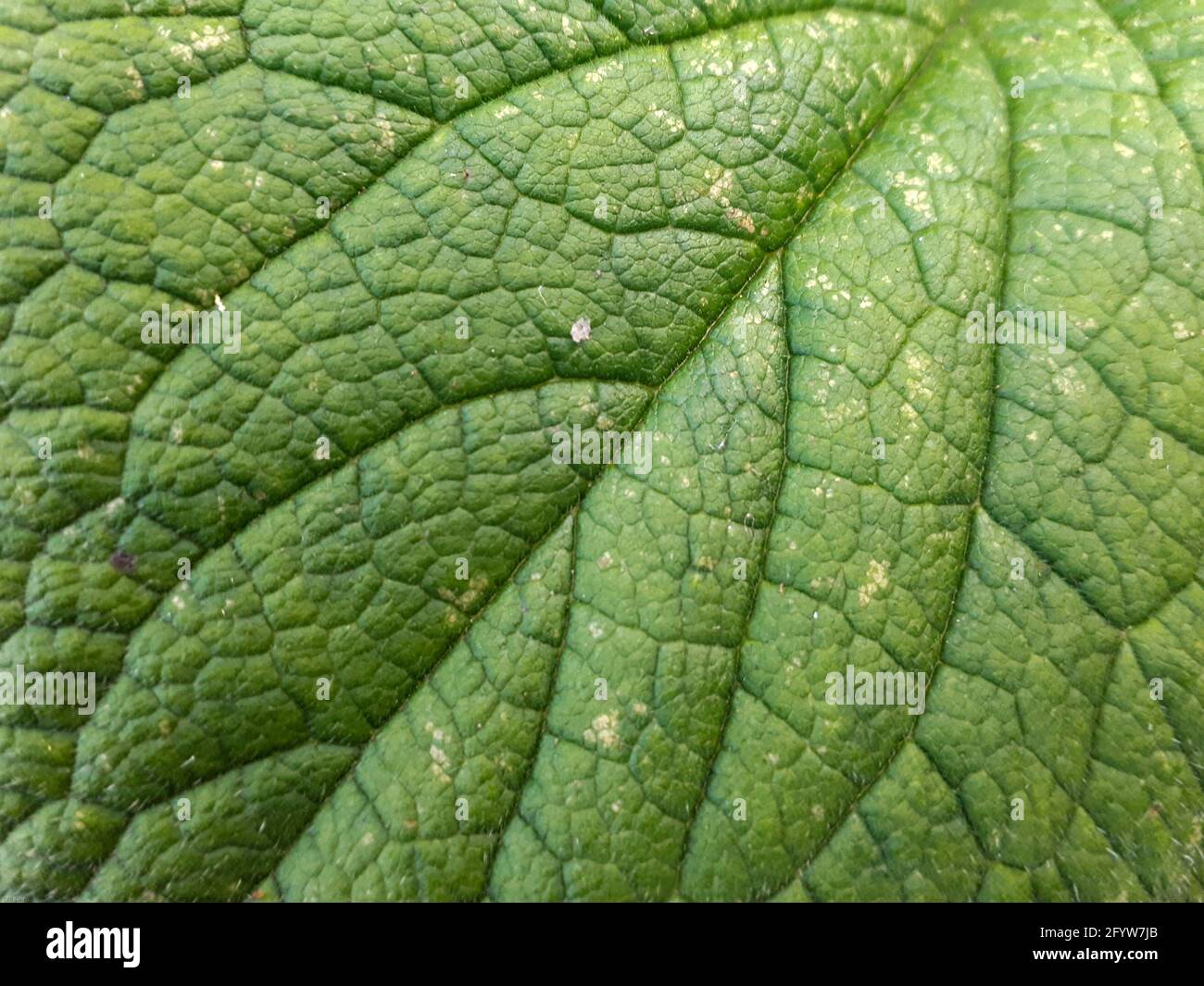 Superficie delle lamelle con motivo di venazione visibile, dettaglio macro Foto Stock