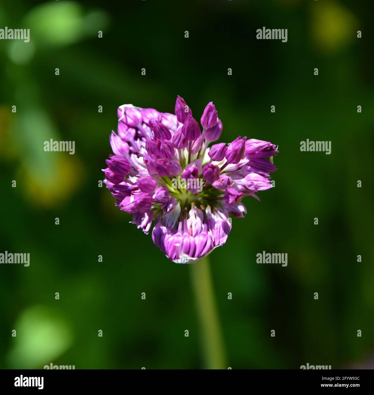 Allium giganteum 'Gladiator', Cambridge UK, spazio floreale bello e tranquillo Foto Stock