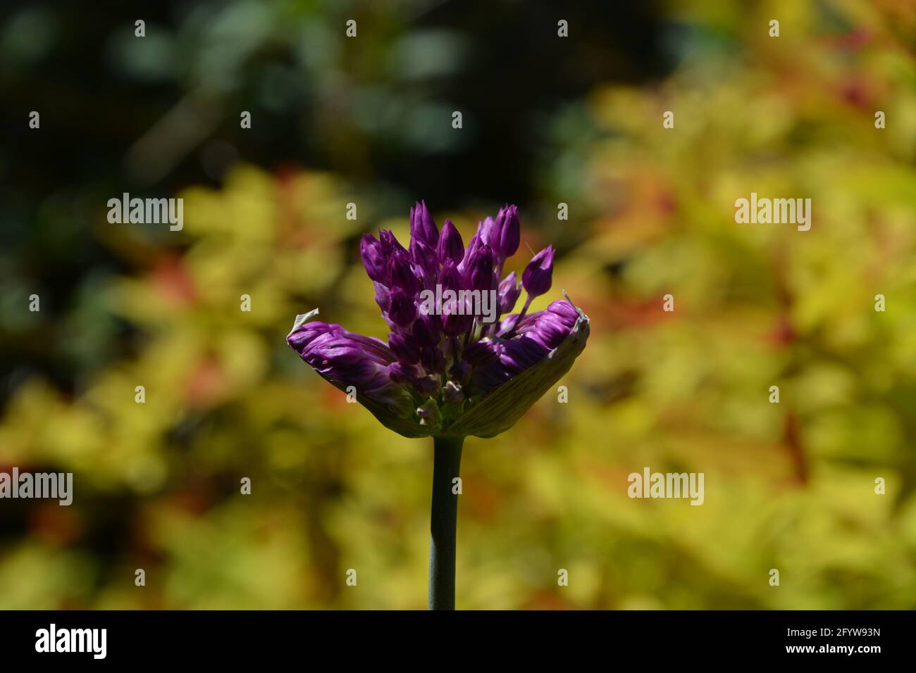 Magic Wand, Gladiator, Flower Cambridge UK, puramente bello e tranquillo spazio floreale Foto Stock