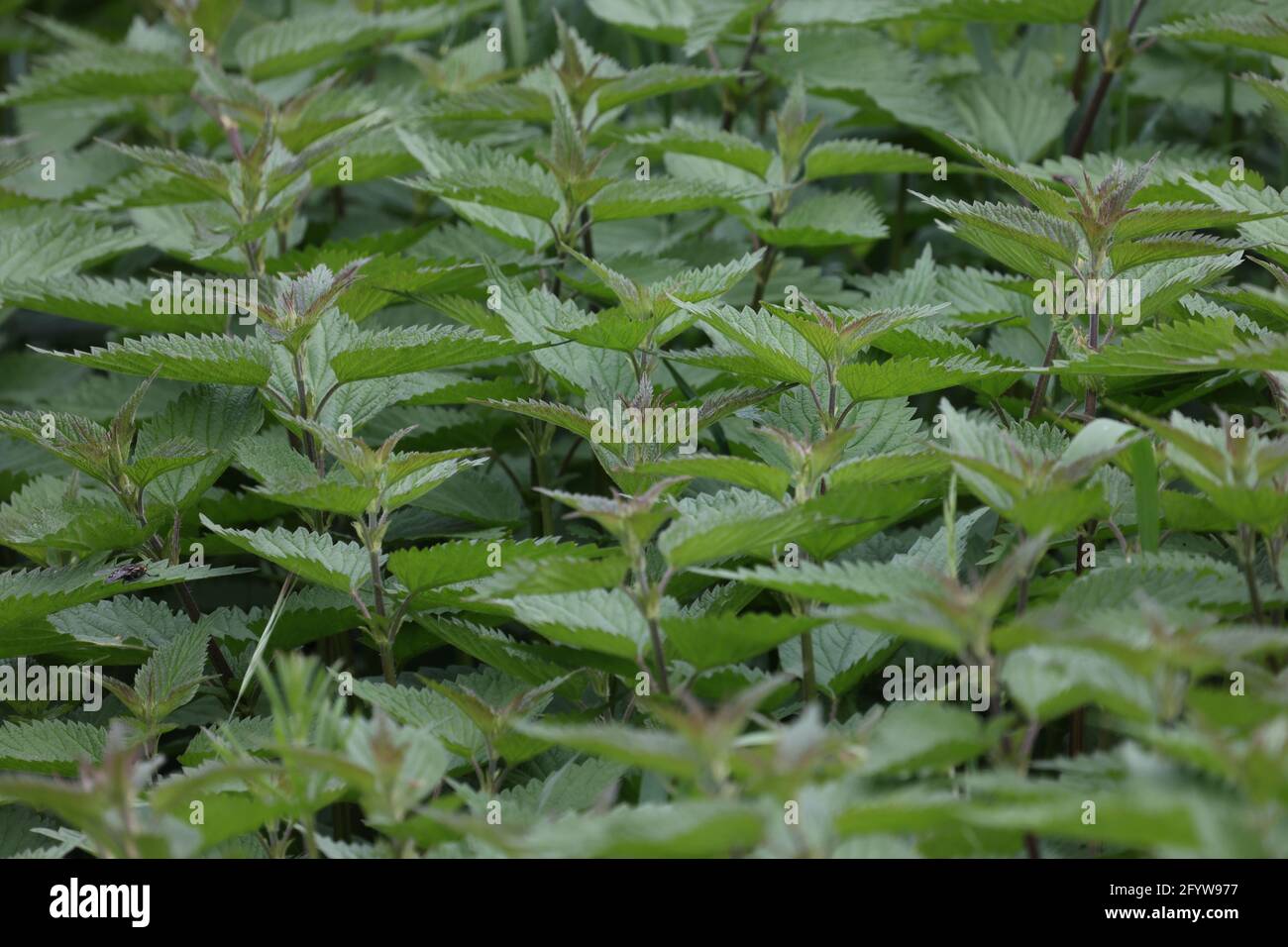 Nettle verdi giovani e cresciute nei boschi Foto Stock