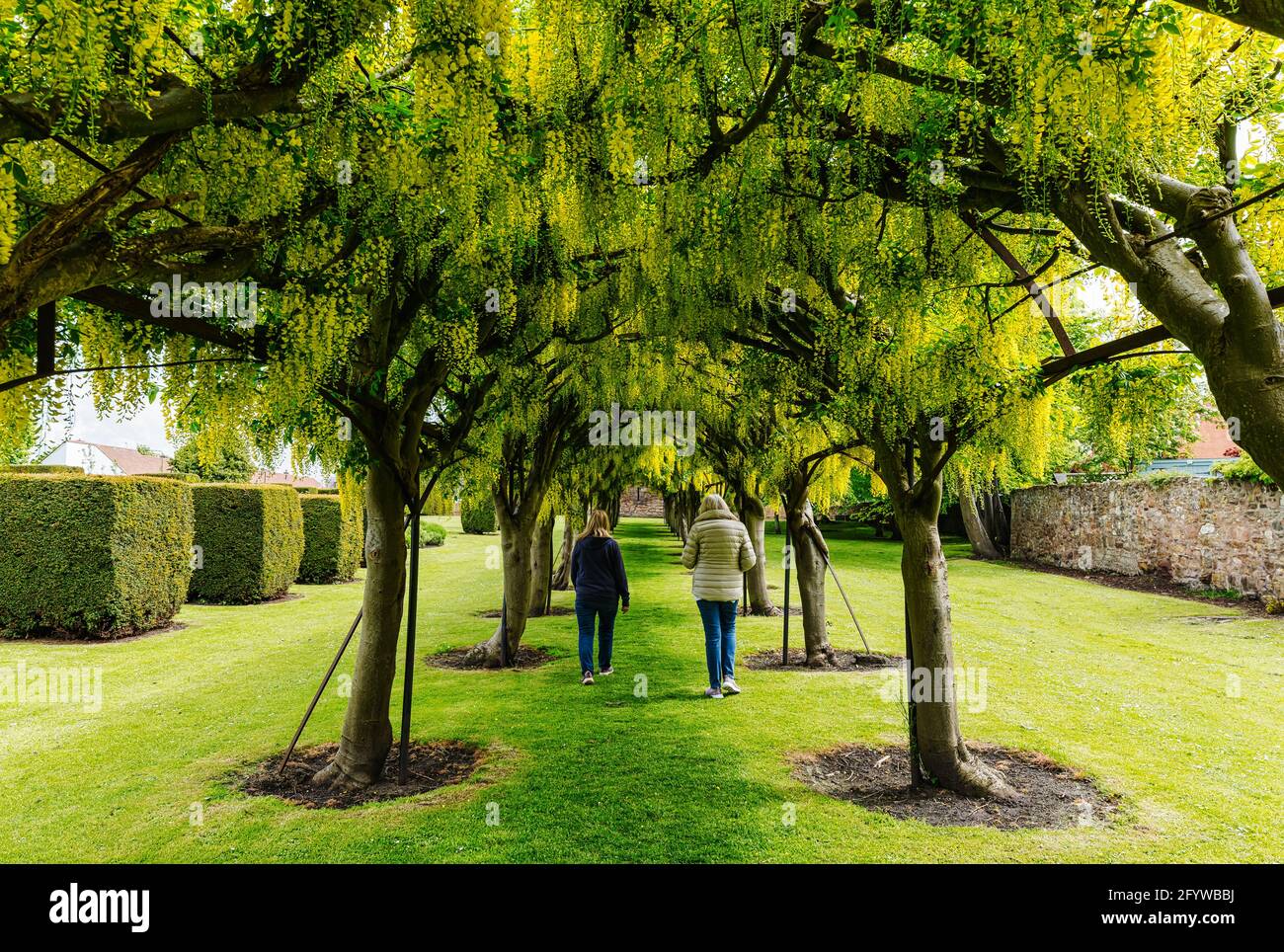 Donne che camminano in Laburnum arco di albero o allee in fiore, Preston Tower, Prestonpans, East Lothian, Scozia, REGNO UNITO Foto Stock