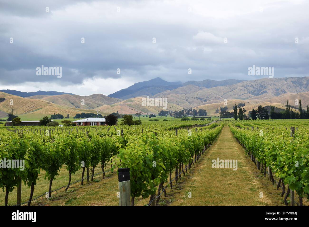 Vigneti vicino a Blenheim nella regione vinicola di Marlborough, Nuova Zelanda Foto Stock