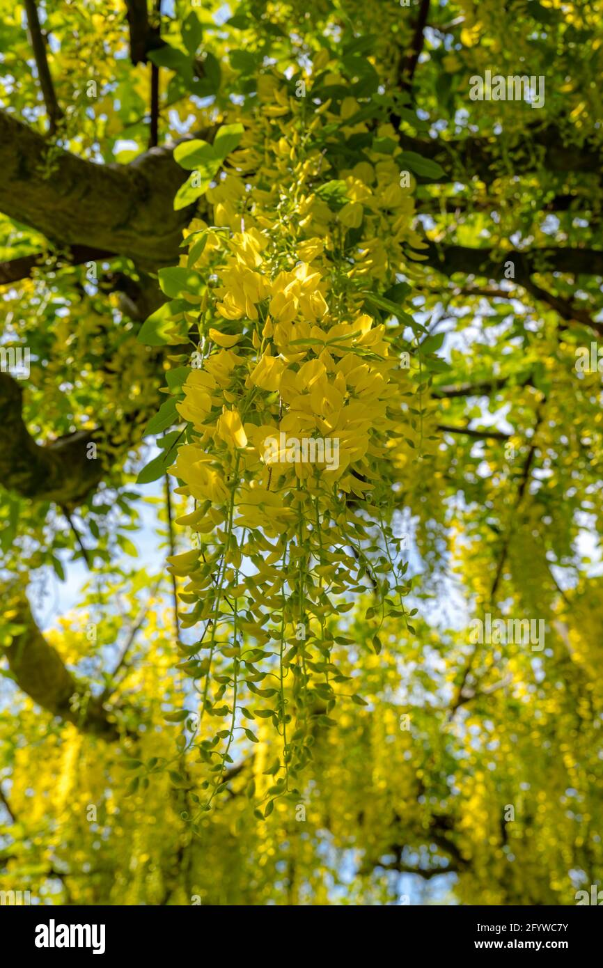 Laburnum arcate o allee in fiore pieno, Prestonpans, East Lothian, Scozia, Regno Unito Foto Stock