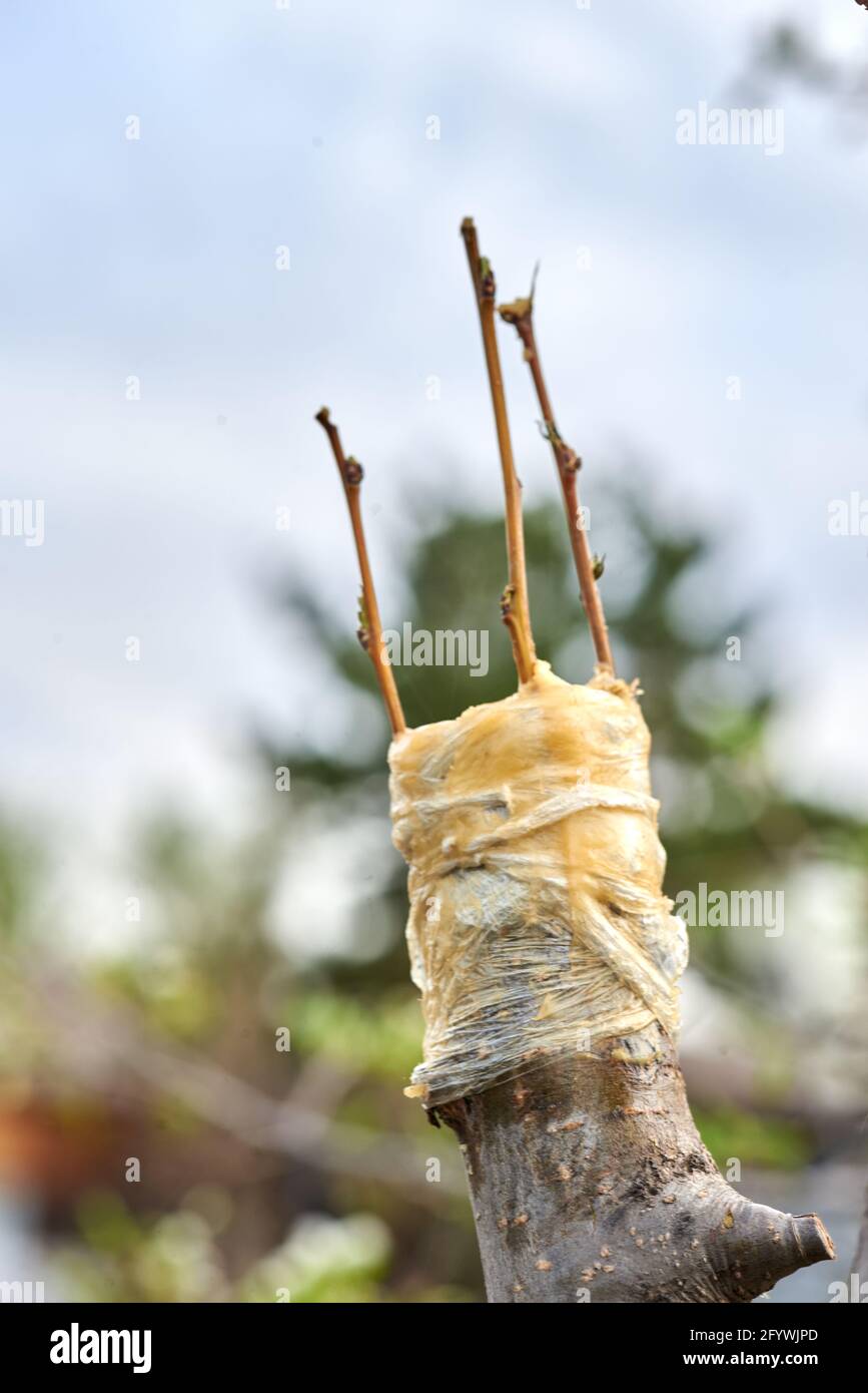 lavori nel giardino che innesti i rami ad un albero Foto Stock