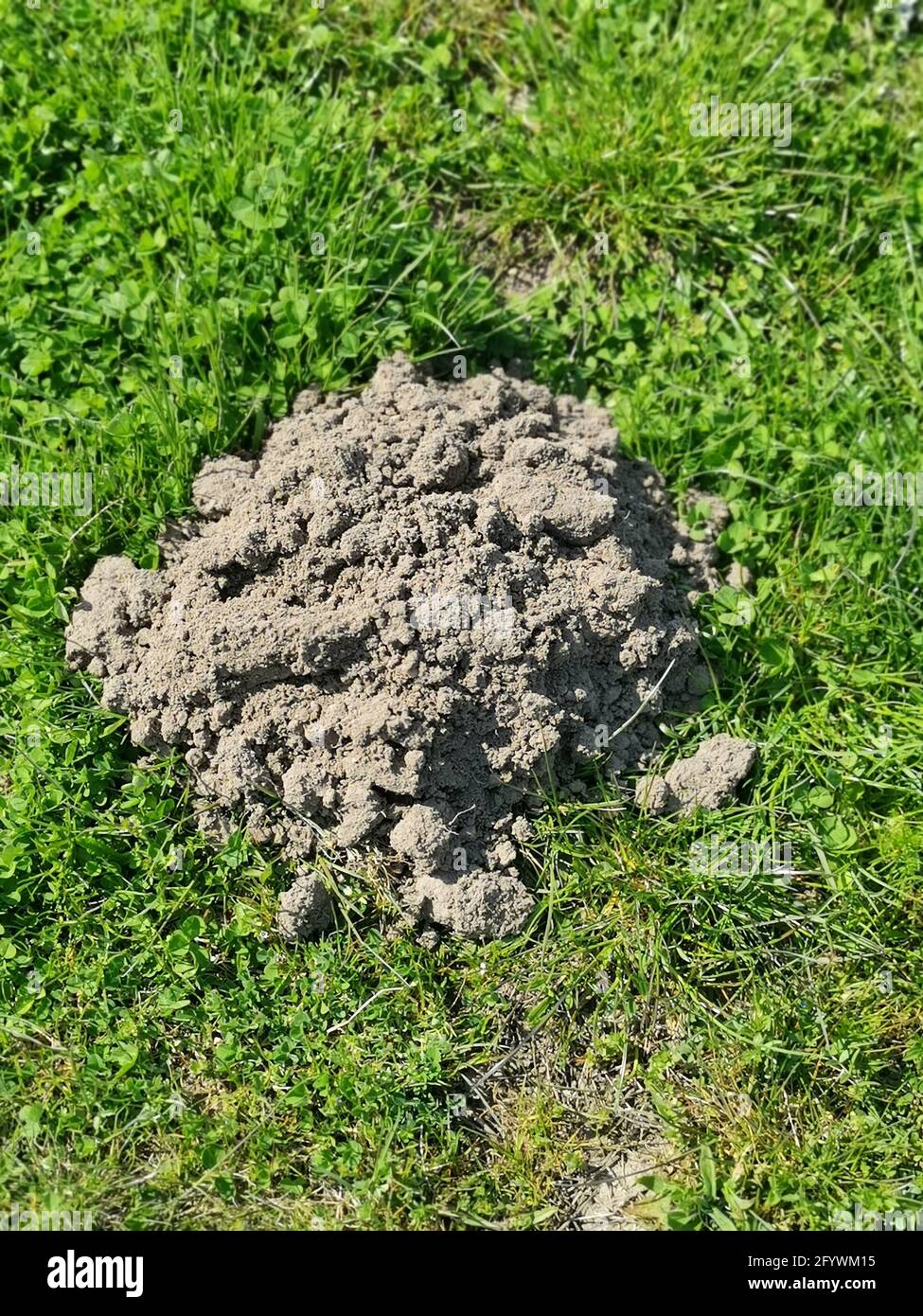 Un colpo ad alto angolo di una molehill nella foresta Foto Stock