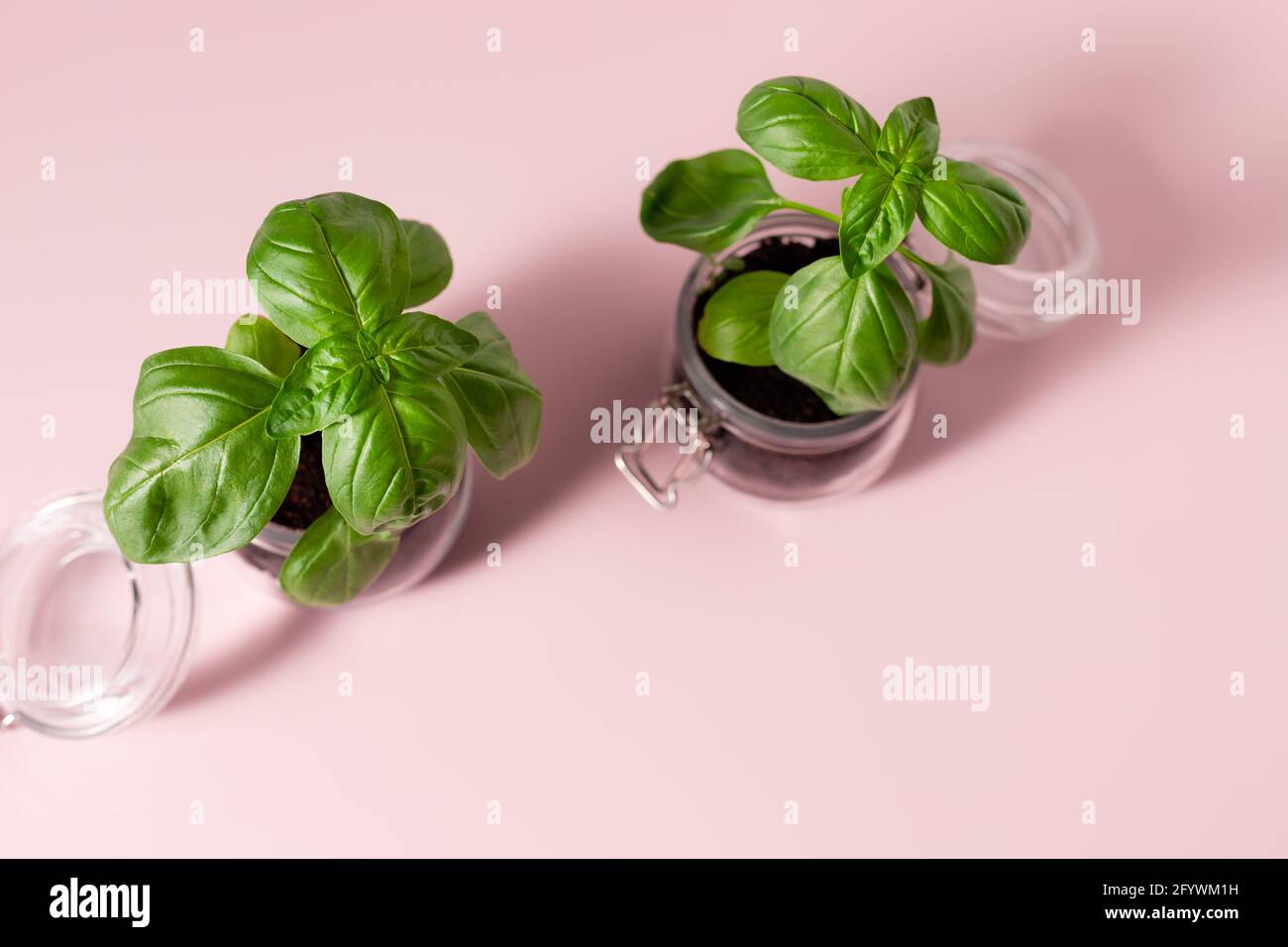 Piantine di basilico su sfondo rosa Foto Stock