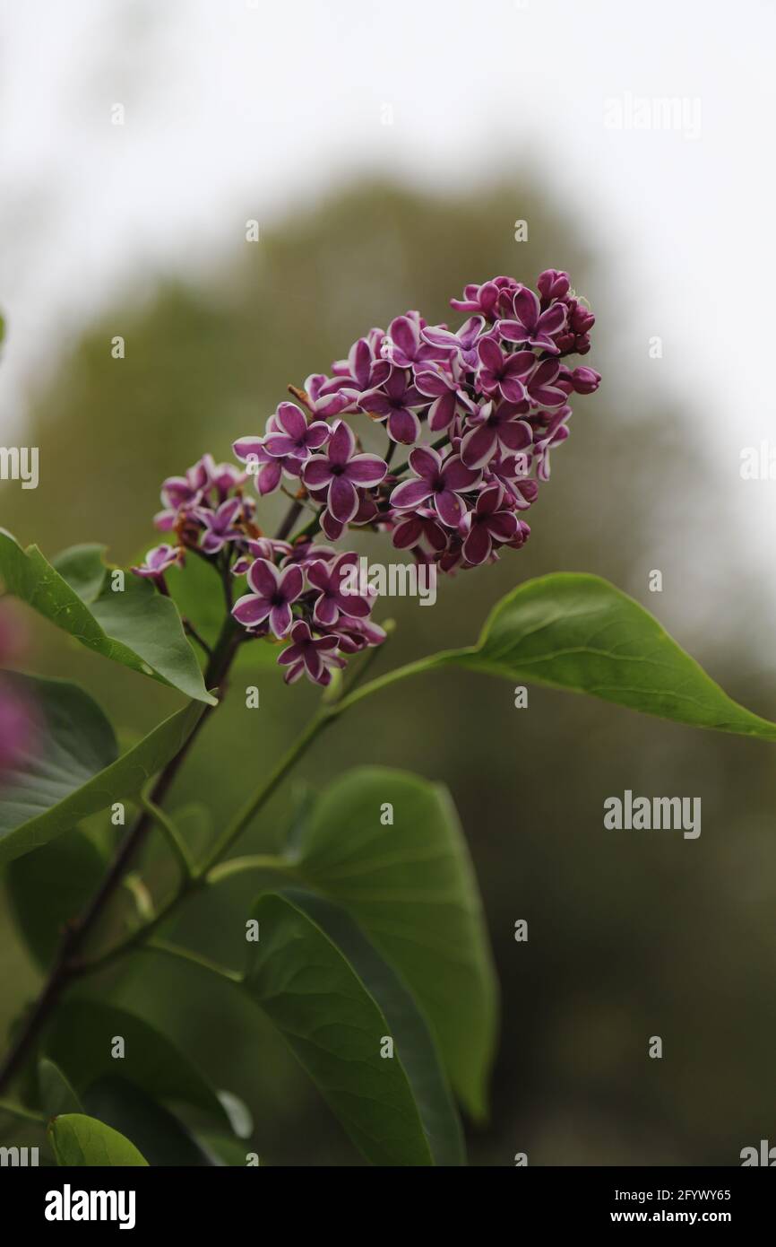 Syringa vulgaris, il lilla o lilla comune Foto Stock