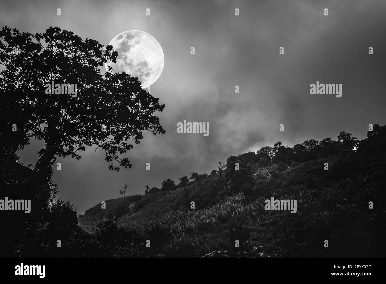 Silhouette di albero contro il cielo scuro su tranquillo sfondo naturale. Notte e luna. Paesaggio in serata, luna piena dietro gli alberi. Nero e wh Foto Stock