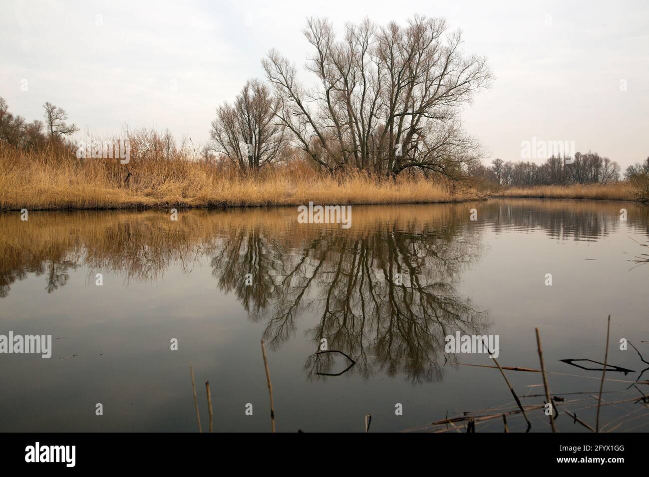 Sviluppo della natura nel Parco Nazionale di Biesbosch, Brabante Nord, Paesi Bassi Foto Stock