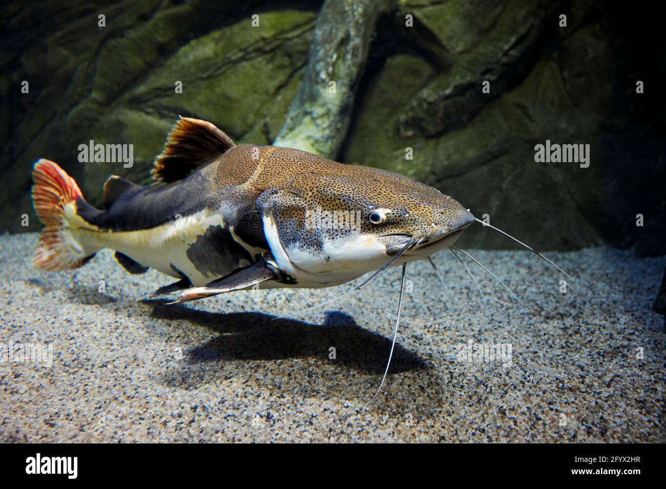 Il grande pesce gatto rosso (Phractocephalus hemioliopterus) nuota in  acquario. RIO Oceanarium, Mosca, Russia Foto stock - Alamy