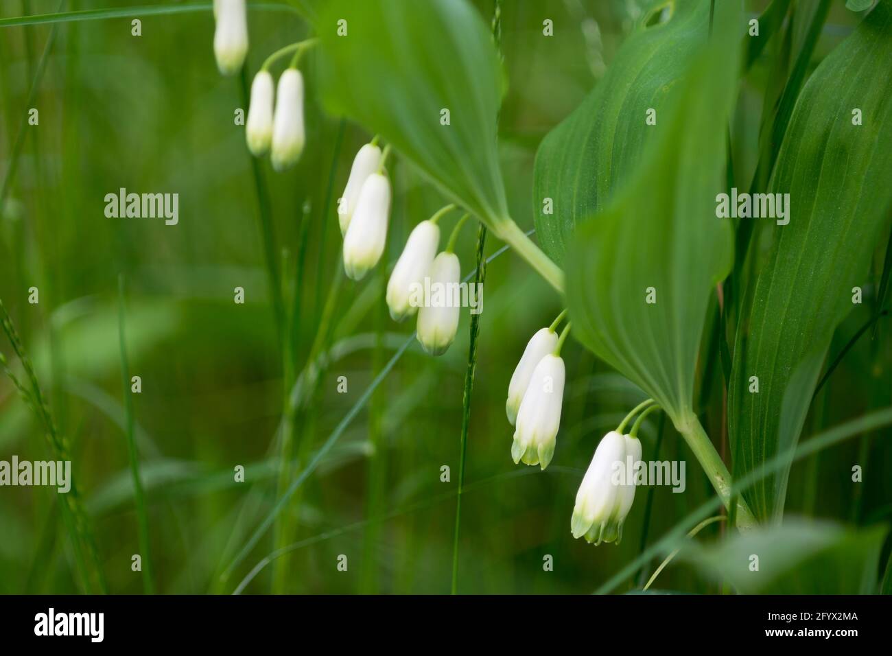 Polygonatum odoratum, profumato sigillo di Salomone ramoscello con fiori in selective closeup foresta fuoco Foto Stock