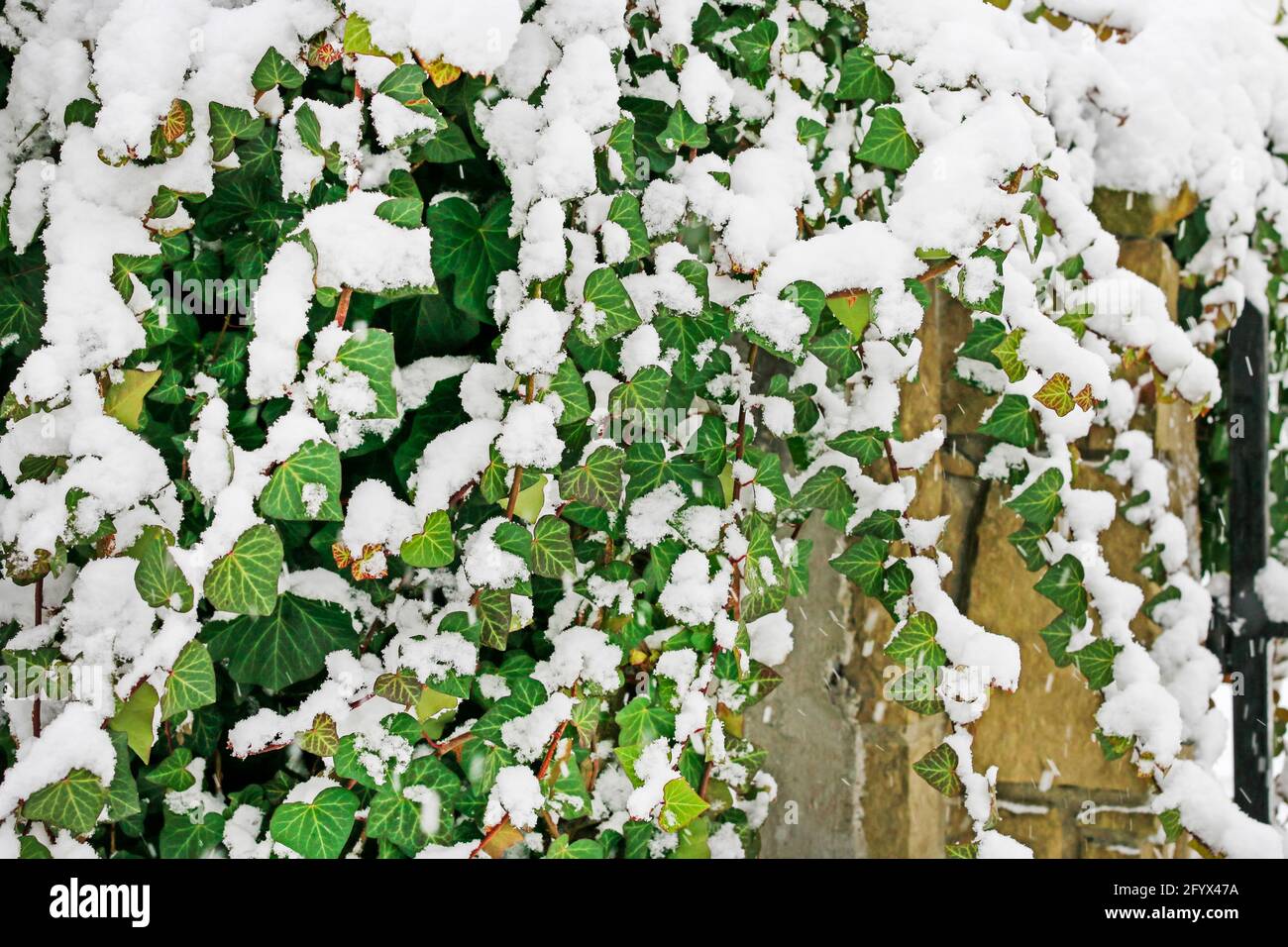 Ivy lascia sotto la neve. Inverno in giardino Foto Stock