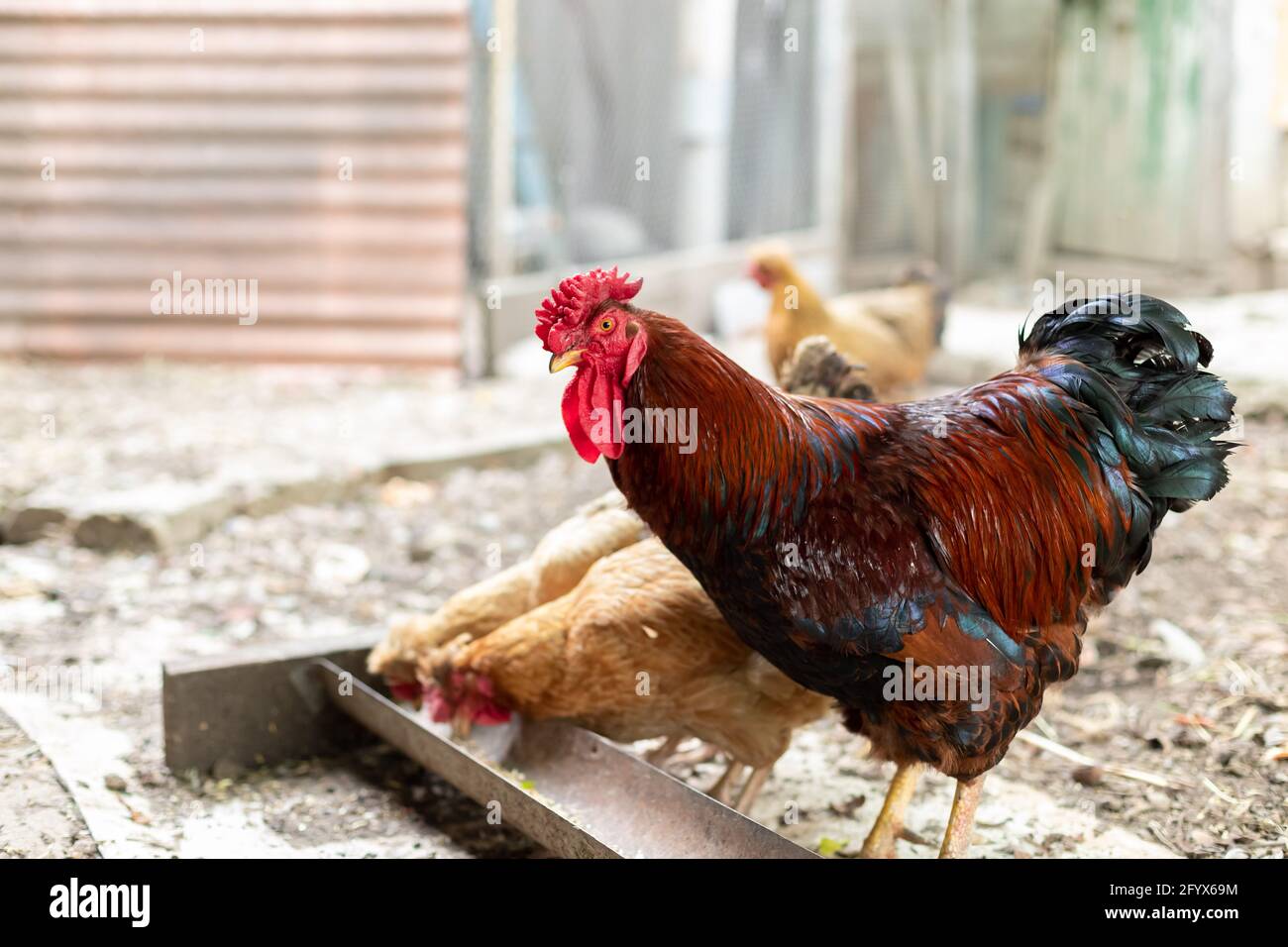 bruno gallo e galline mangiare da mangiare l'alimentazione dal feeder. tradizionale allevamento di pollame libero gamma. Foto Stock