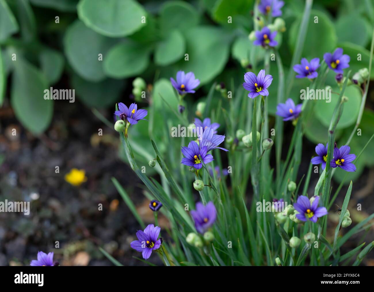 bella cespuglio con piccoli fiori blu in un letto fiorito su uno sfondo di verde fogliame. Sysyurinhium. Giardino. Sfondo floreale. Orizzontale Foto Stock