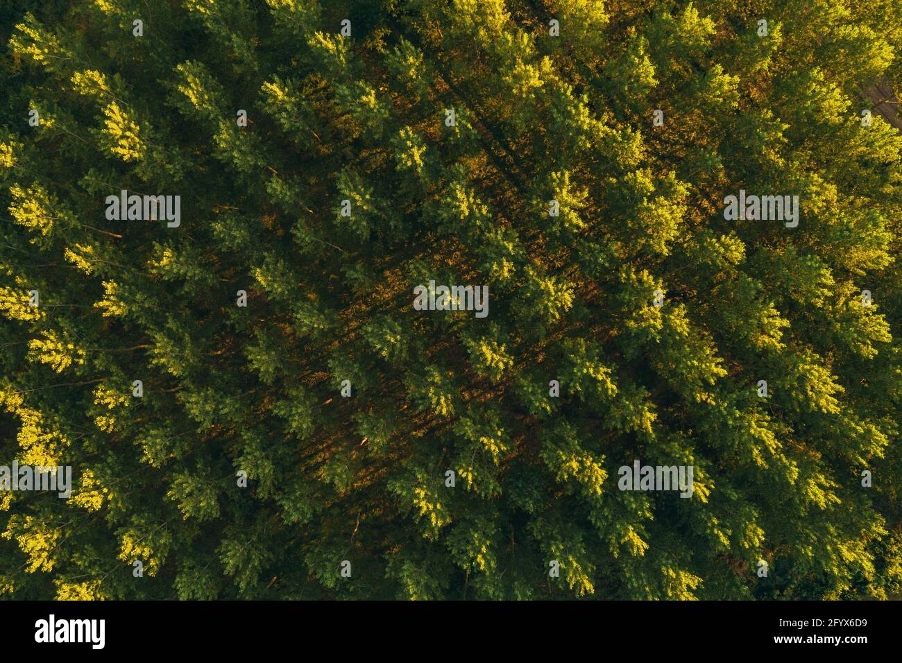 Vista aerea del modello di tretop di cottonwood dal drone pov, drone che vola sopra il verde bosco al tramonto estivo. Aspen alberi come simbolo della natura e envi Foto Stock