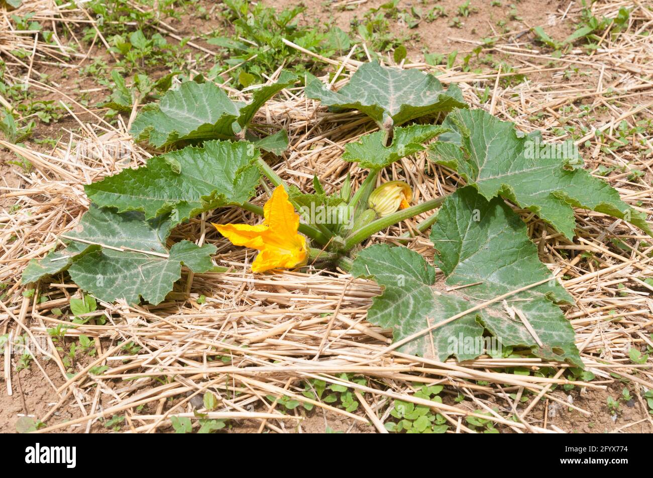 Zucchine italiane circondate da pacciame di paglia Foto Stock