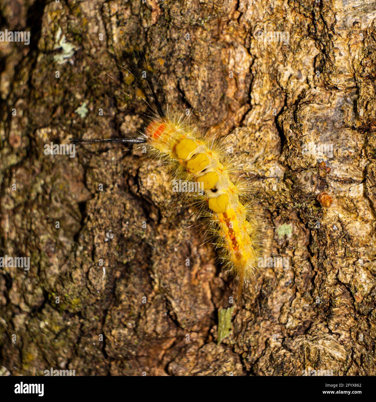 Un peloso colore giallo e arancione Abete Tussock Moth (Orgyia detrita) strisciando su un albero, Hernando County, Florida, USA Foto Stock