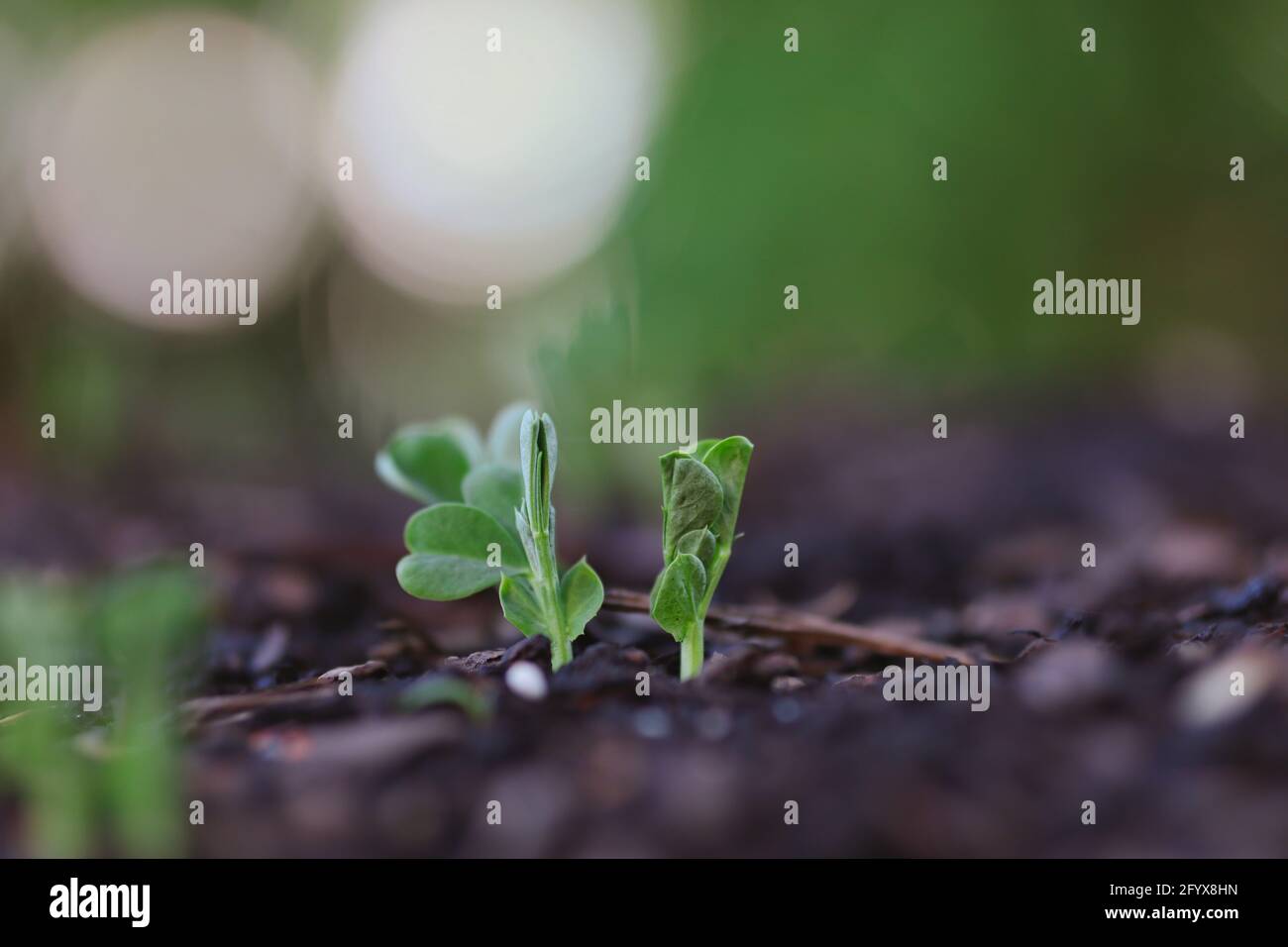 Giovane pianta verde di piselli che cresce nel terreno di giardino durante la primavera. Profondità superficiale del campo di Pisum sativum e sfondo bokeh. Foto Stock
