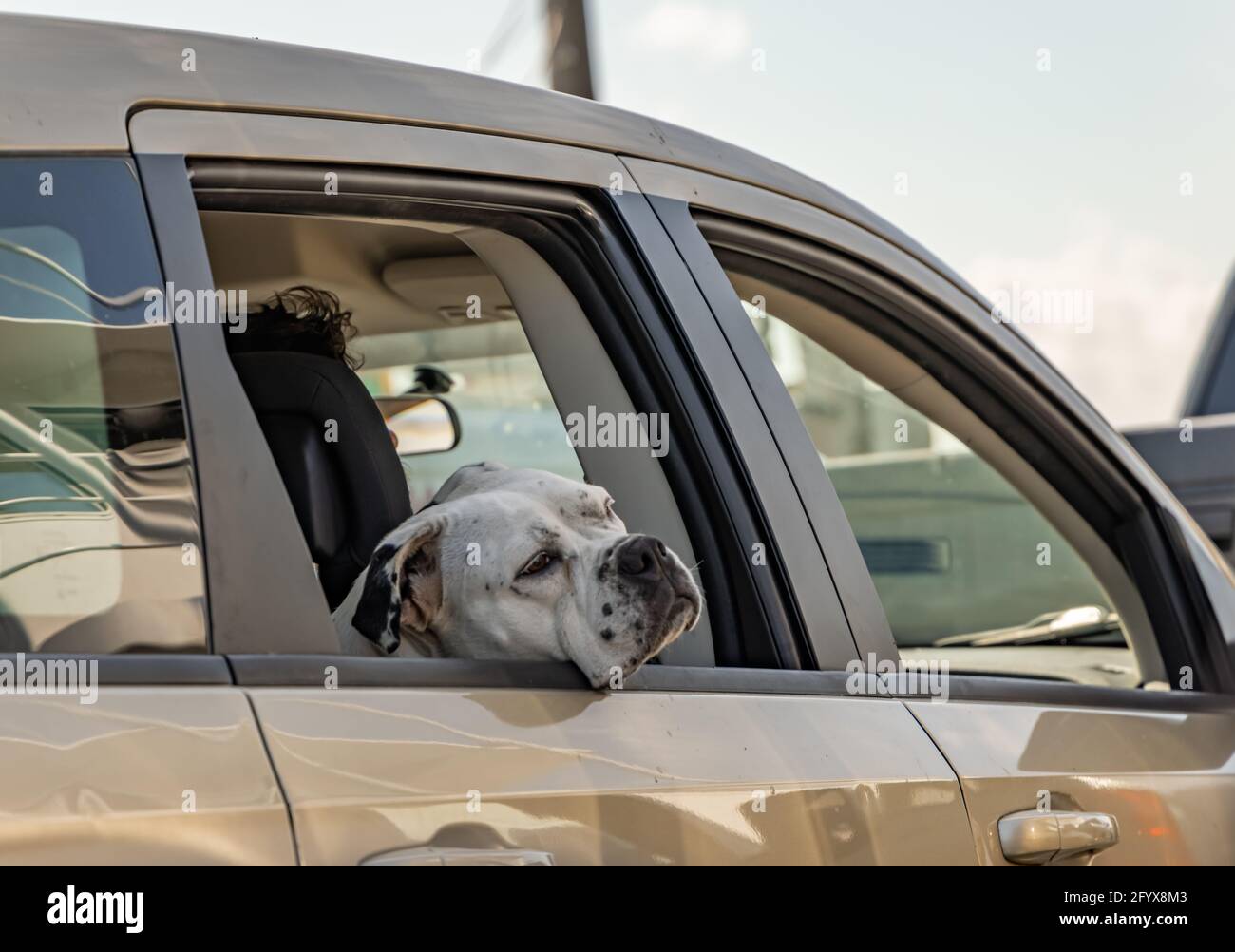 Un cane grande con testa appesa fuori da una finestra di una macchina Foto Stock