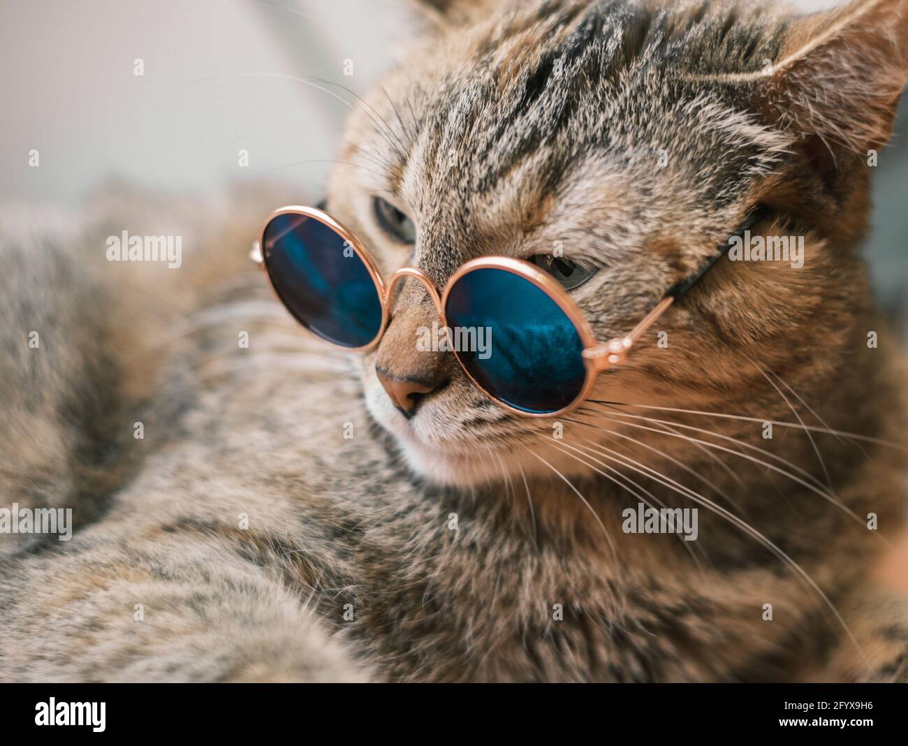 Il gatto giace con gli occhiali Foto stock - Alamy