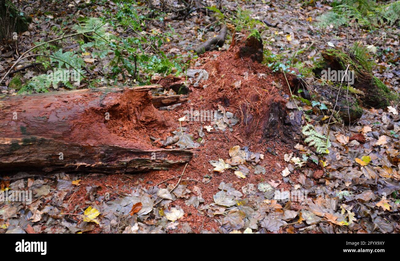 Rotting Tree, Ceredigion, Galles, Regno Unito Foto Stock