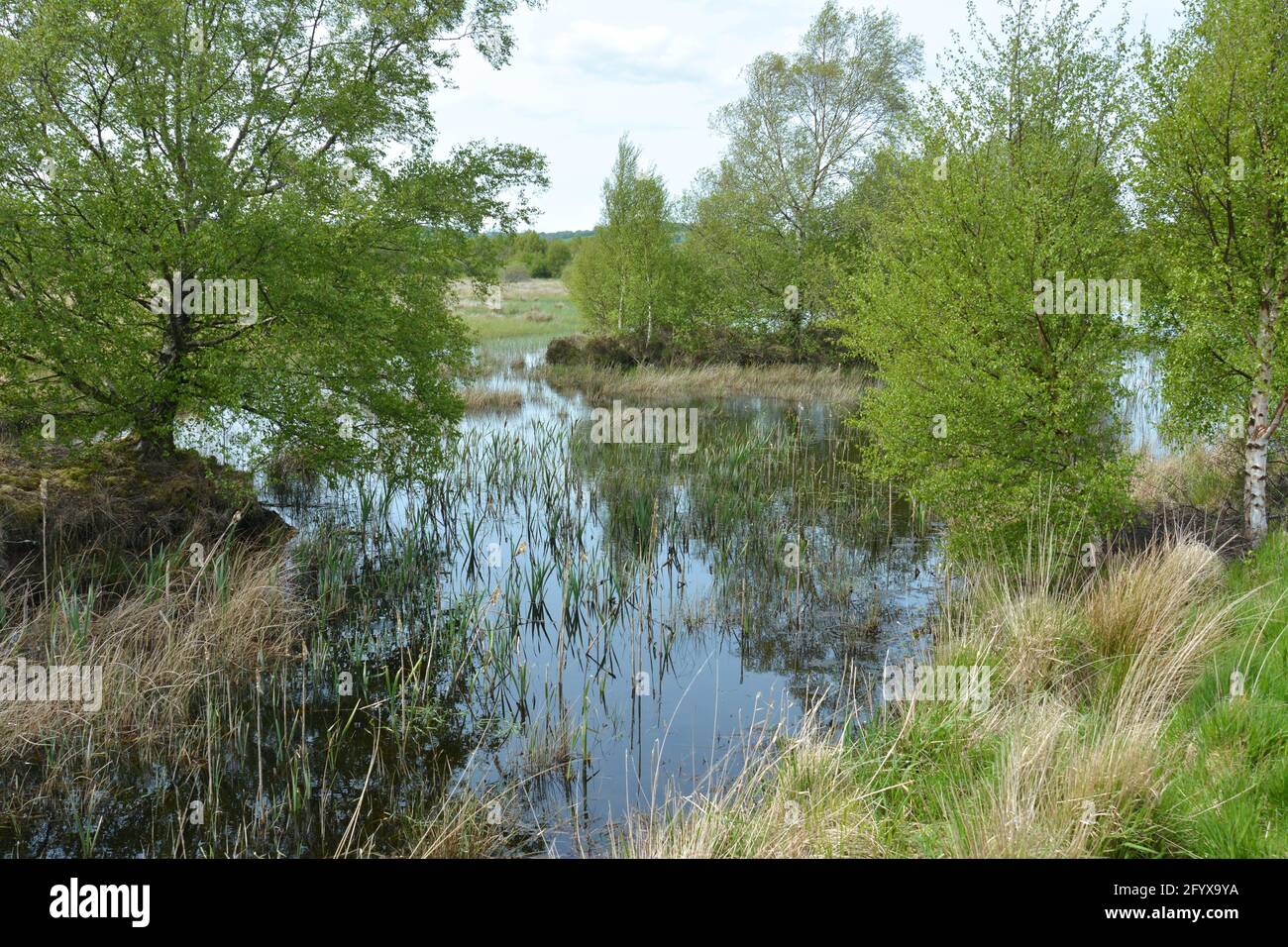 CORS Caron Raised Bog (Tregaron Bog) 2021 Foto Stock