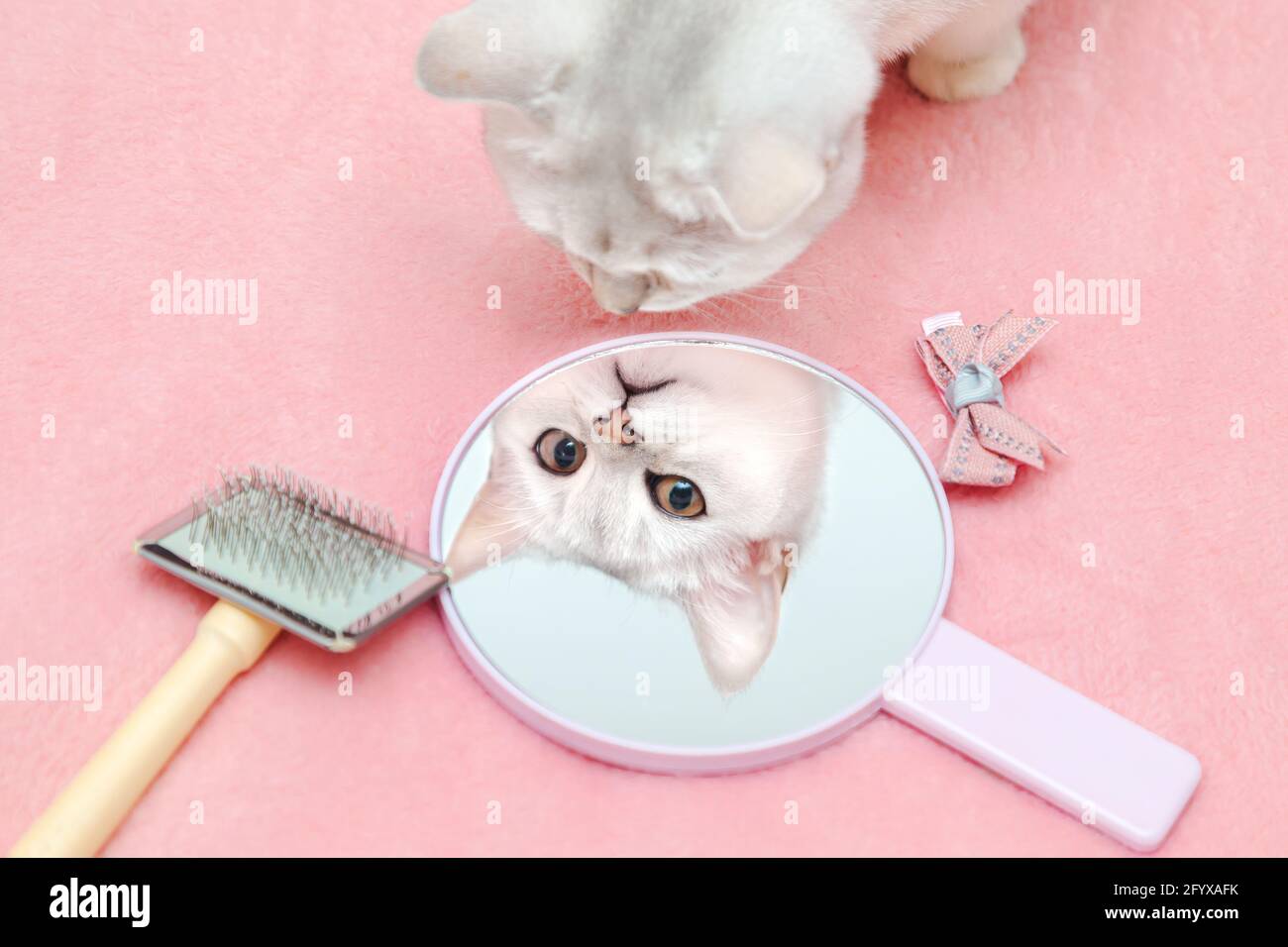 Il gatto britannico Shorthair ammira il suo riflesso nello specchio. Bel giogo con una spazzola e un arco. Sfondo rosa, umorismo. Concetto di bellezza animale. Foto Stock