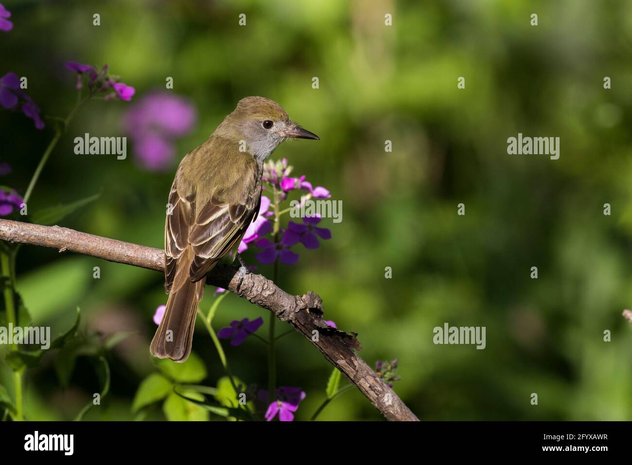 Grande cresta (Myiarchus crinitus) Foto Stock