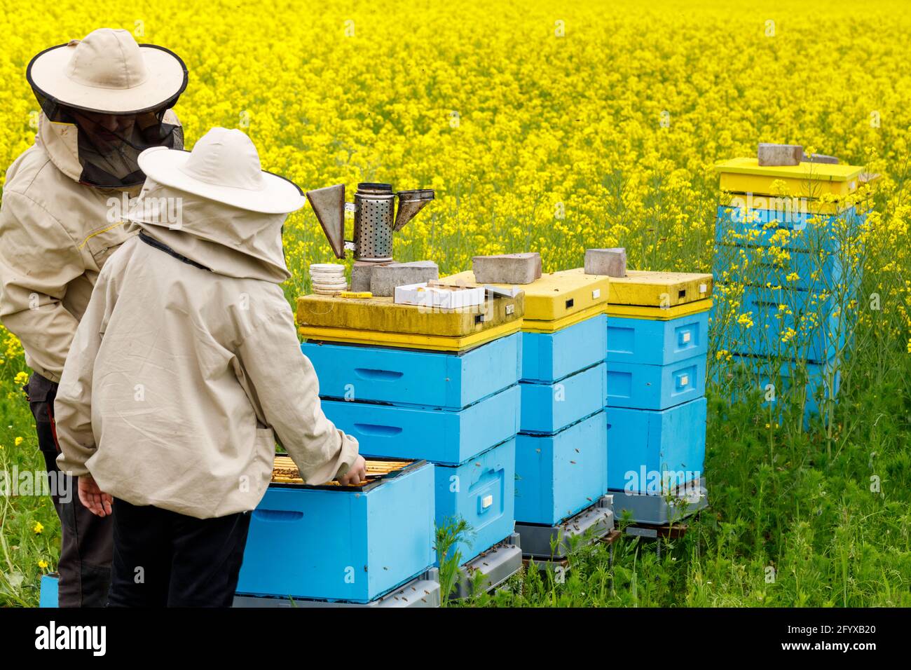 Apicoltori raccogliere il miele da alveari, un prato pieno di fiori gialli, allevamento di api biologiche, produzione Foto Stock