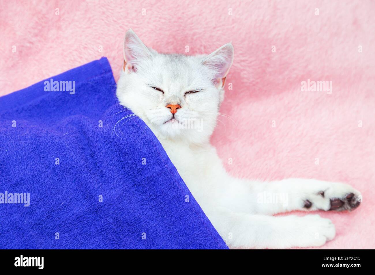 Il gatto di cinchilla britannico shorthair giace su un copriletto rosa. Riposo e relax. Foto Stock