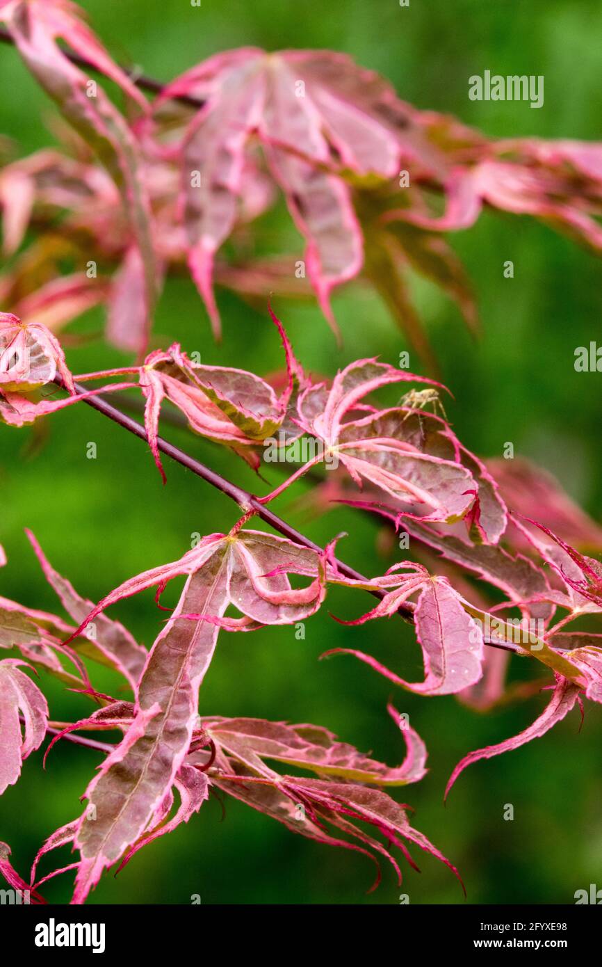 Acer palmatum Geisha Gone Wild foglie d'acero giapponese Foto Stock