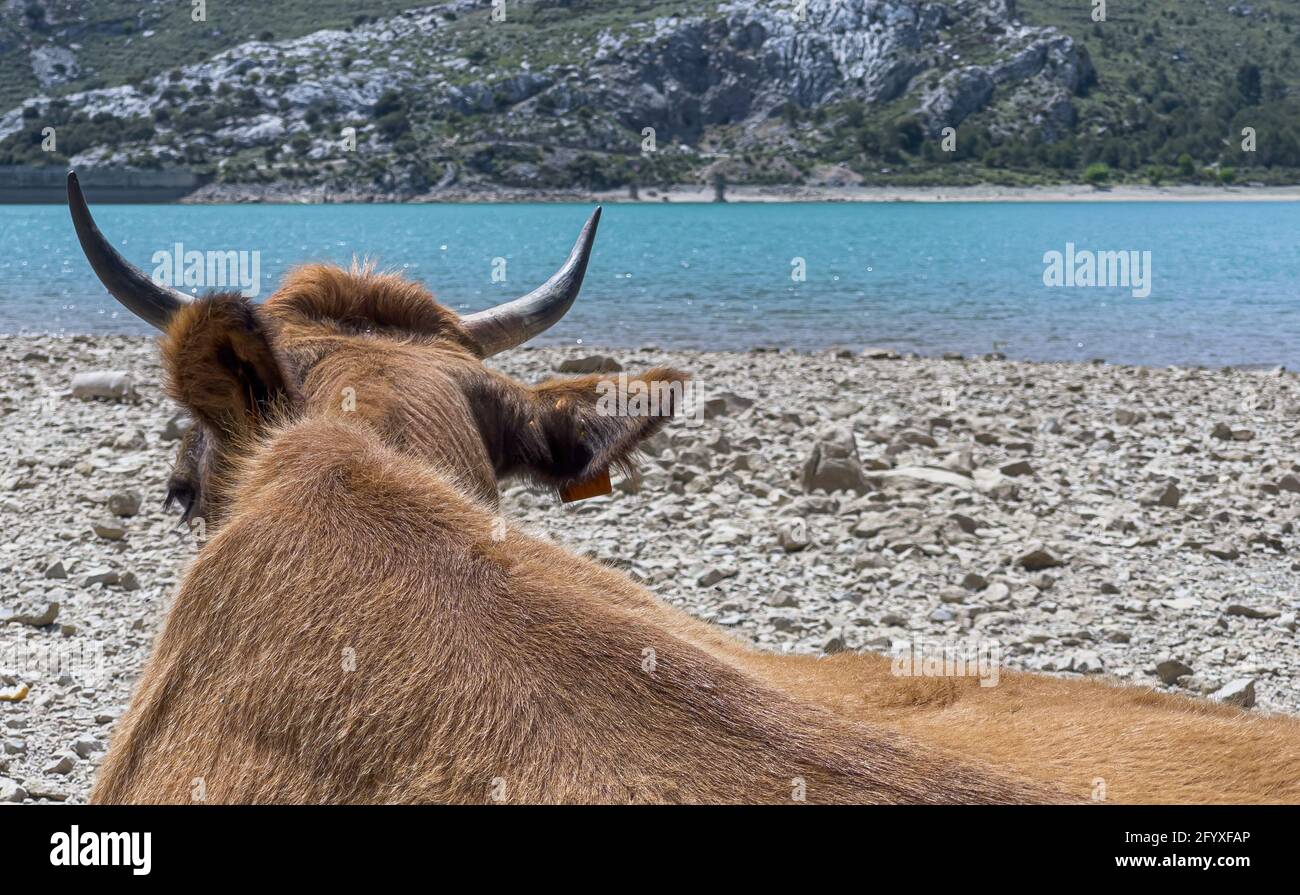 Bestiame in giornata di sole nel serbatoio artificiale Embassament de Cuber, Serra de Tramuntana, Mallorca, Spagna Foto Stock