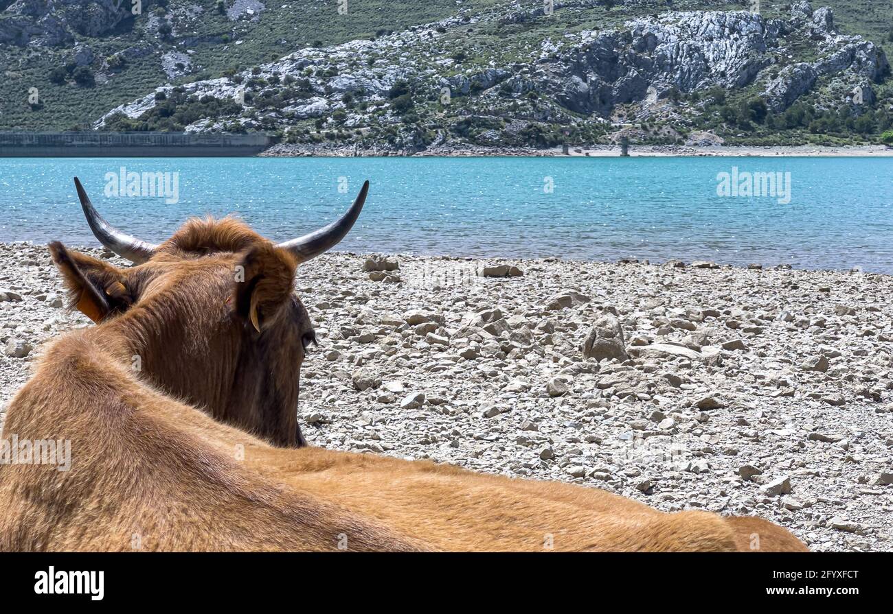 Bestiame in giornata di sole nel serbatoio artificiale Embassament de Cuber, Serra de Tramuntana, Mallorca, Spagna Foto Stock