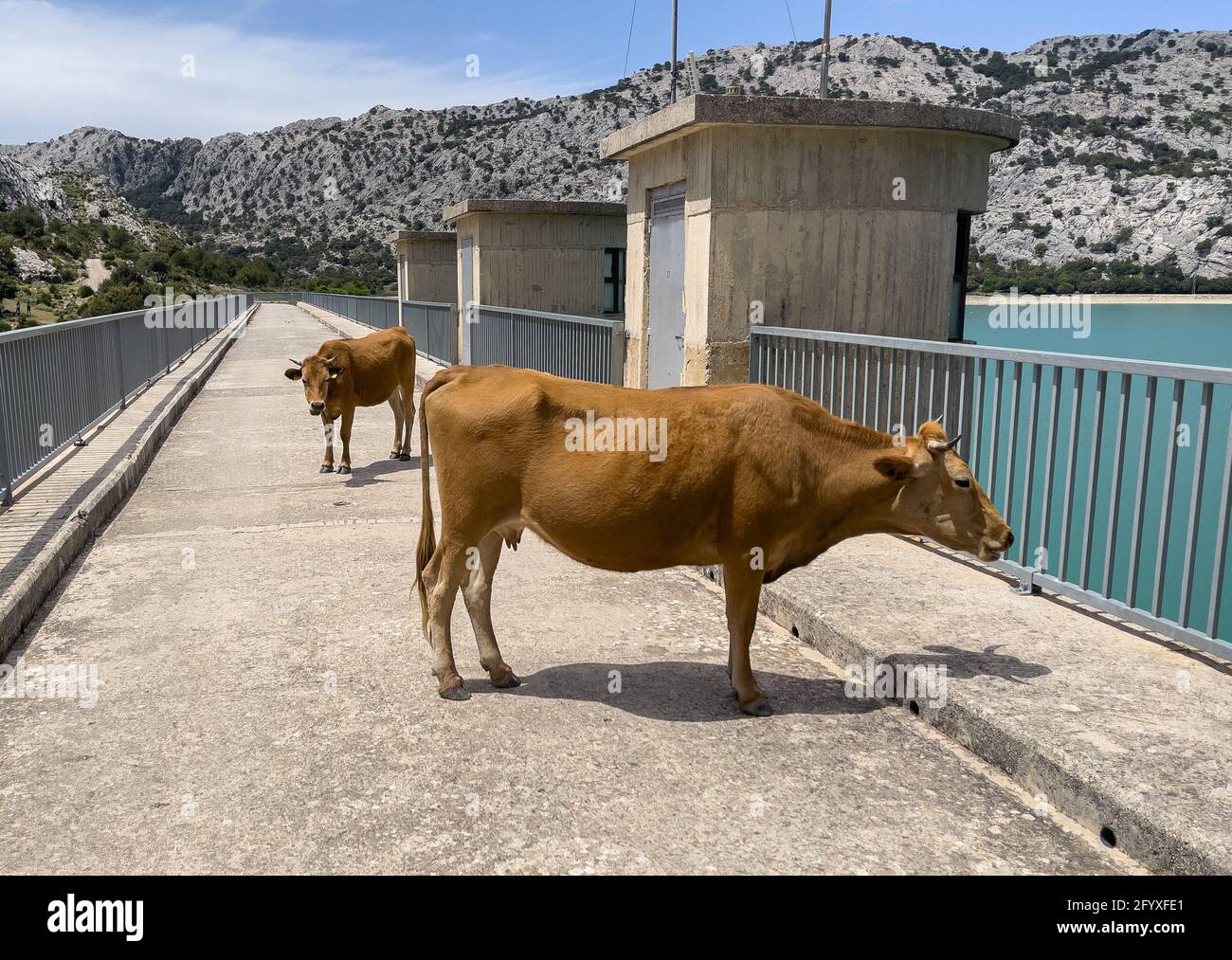 Bestiame in giornata di sole nel serbatoio artificiale Embassament de Cuber, Serra de Tramuntana, Mallorca, Spagna Foto Stock